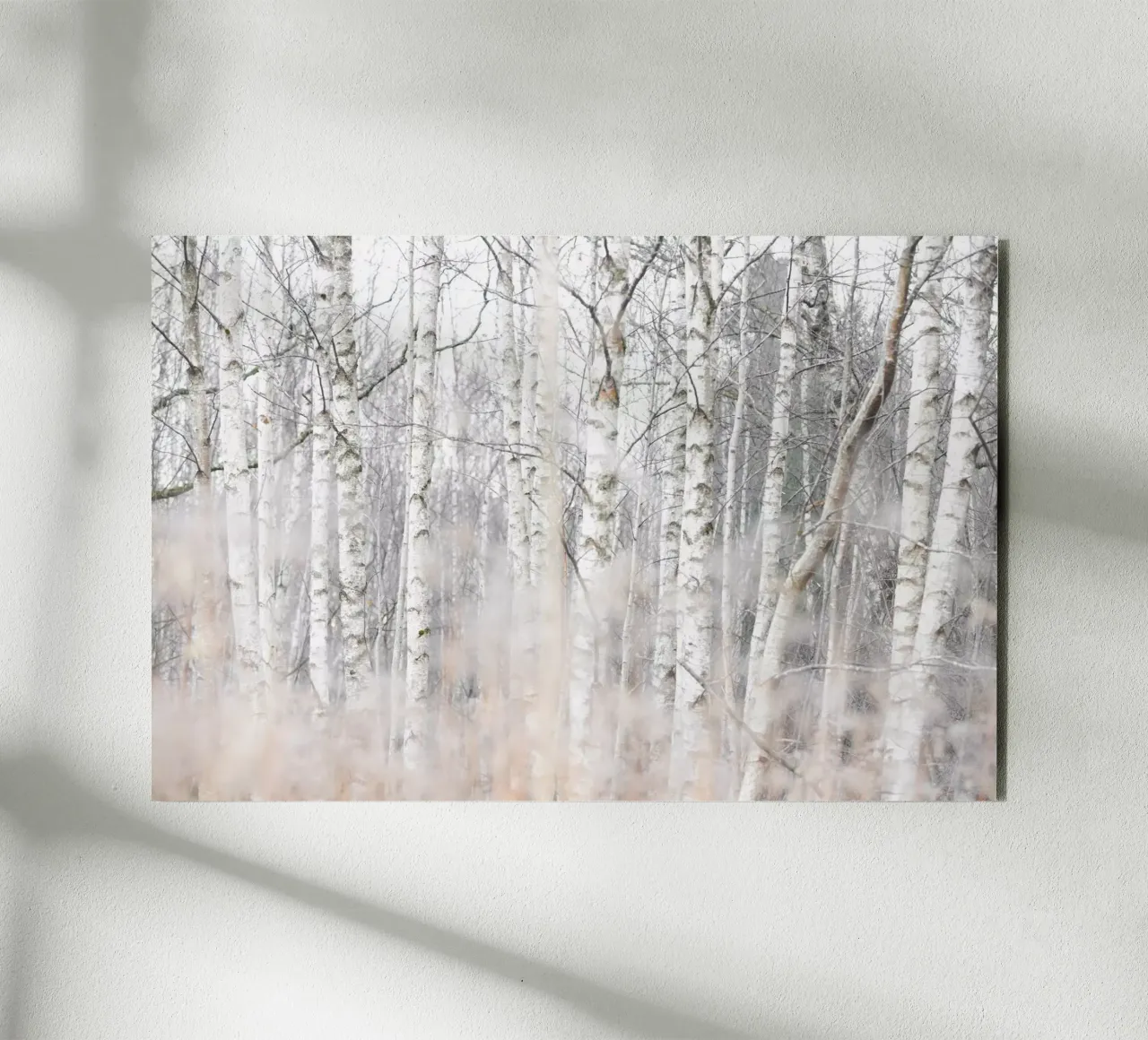 Birch Trees and Grass 1 alluminio dibond da Mareike Böhmer Photography