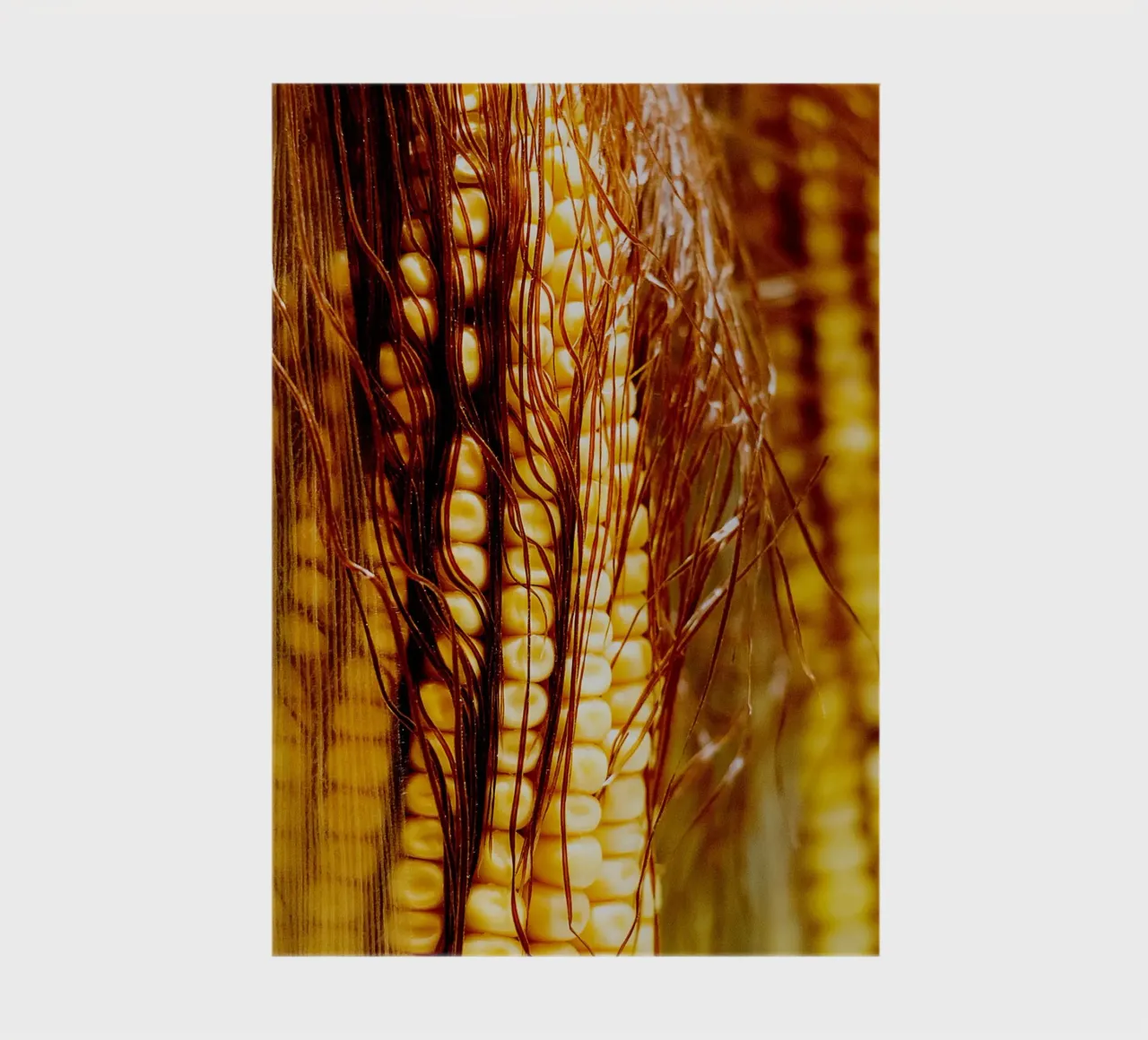 Vertical Corn Cob I – Fine Art Print notebook by jay