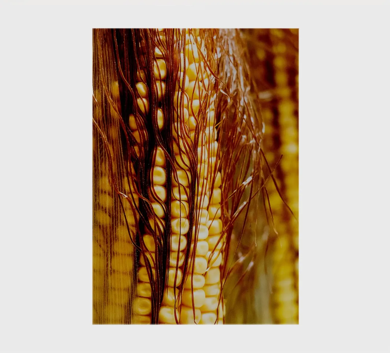 Vertical Corn Cob I – Fine Art Print notebook by jay