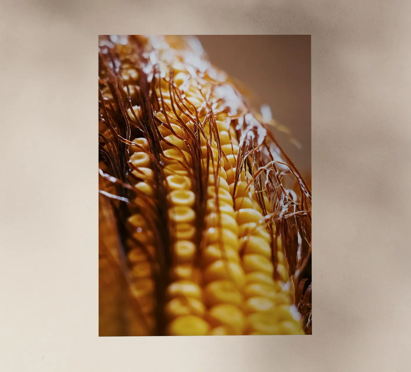 Corn Cob II – Fine Art Print Backlit Folie von jay