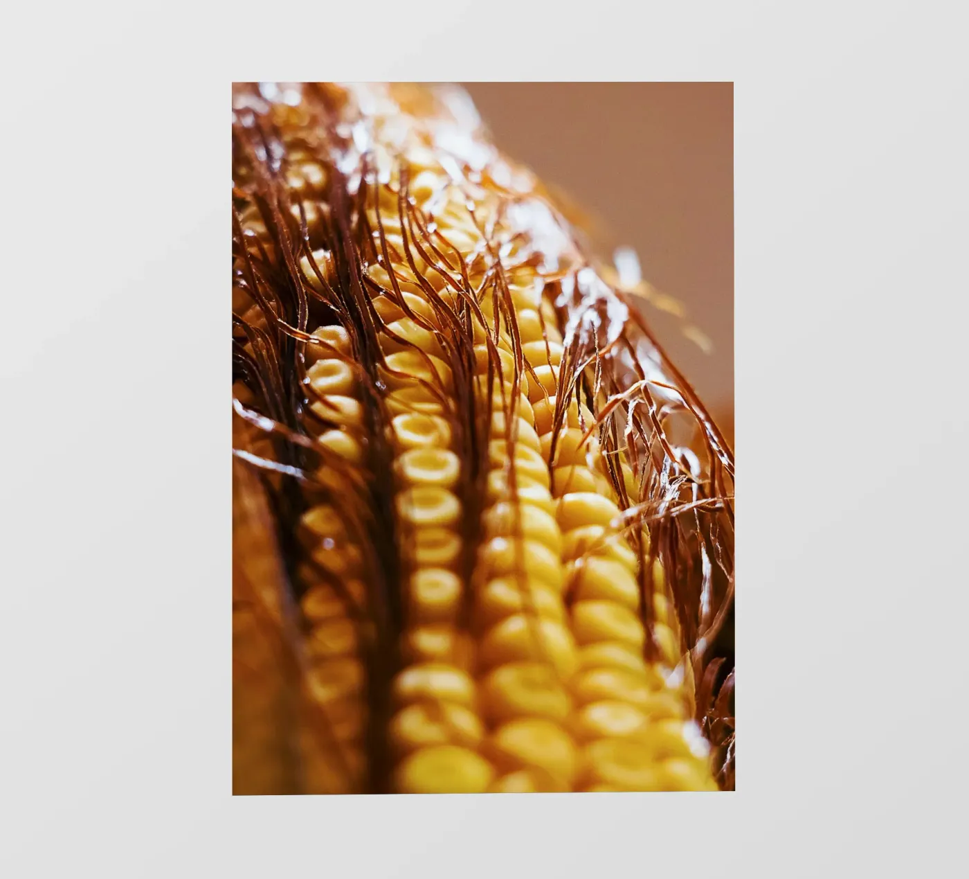 Corn Cob II – Fine Art Print Backlit Folie von jay