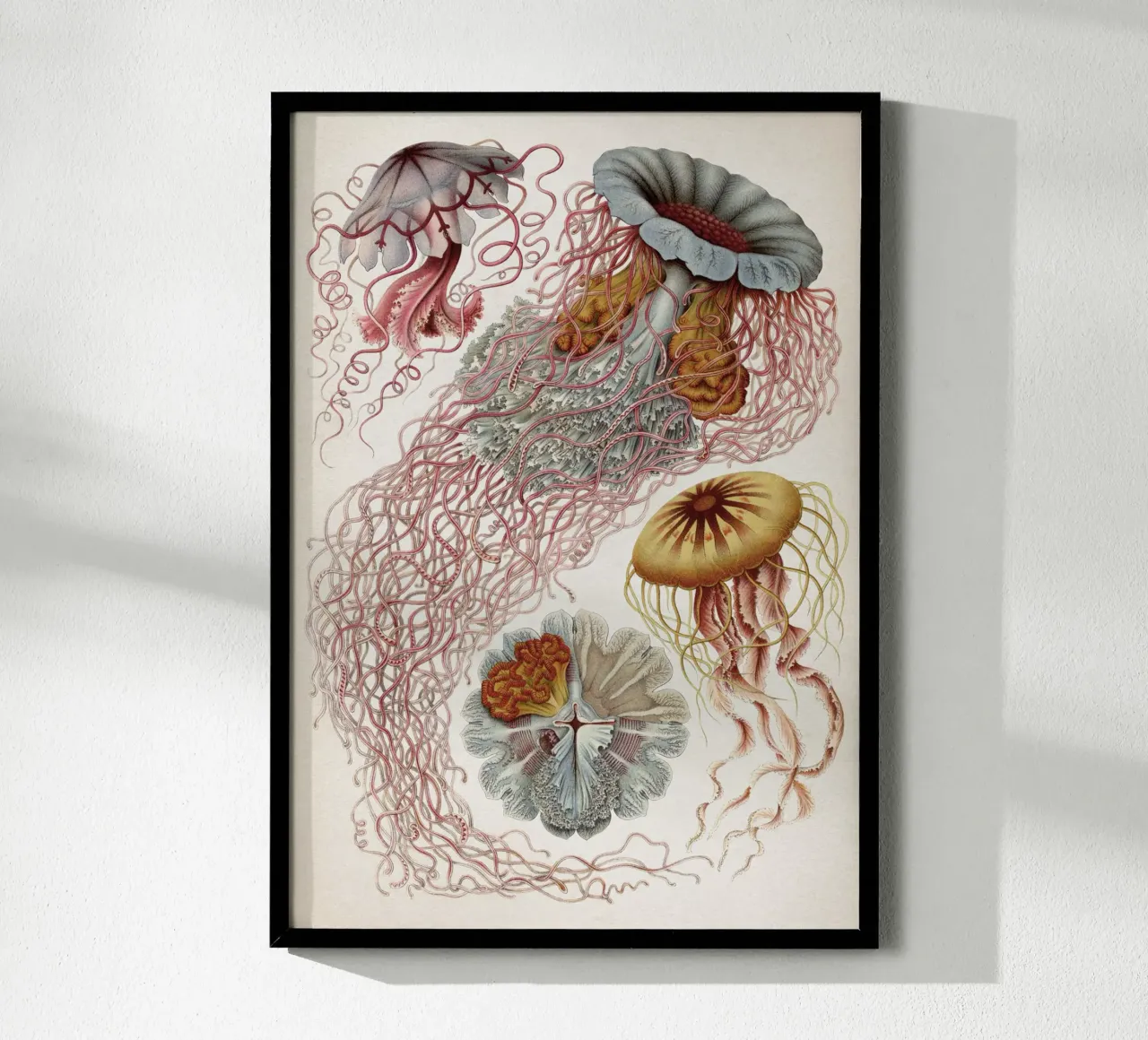 Vintage Haeckel 4 Tafel 8 Scheibenquallen poster by Vintage Print Collection