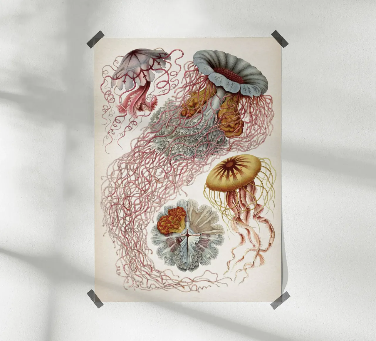 Vintage Haeckel 4 Tafel 8 Scheibenquallen poster by Vintage Print Collection