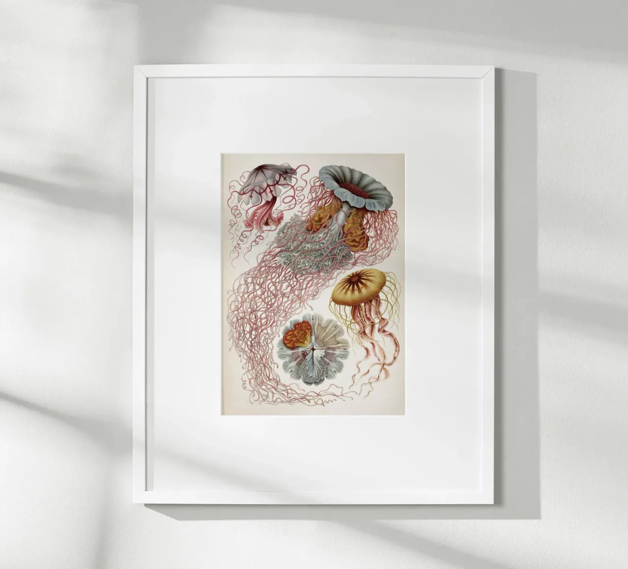 Vintage Haeckel 4 Tafel 8 Scheibenquallen poster by Vintage Print Collection