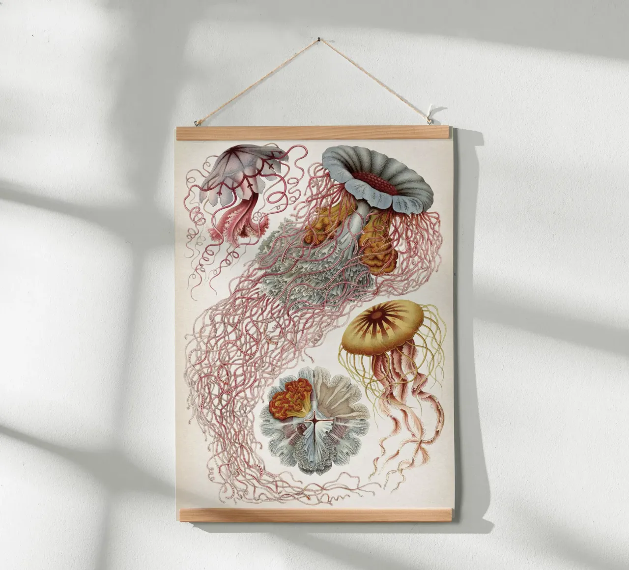 Vintage Haeckel 4 Tafel 8 Scheibenquallen poster by Vintage Print Collection