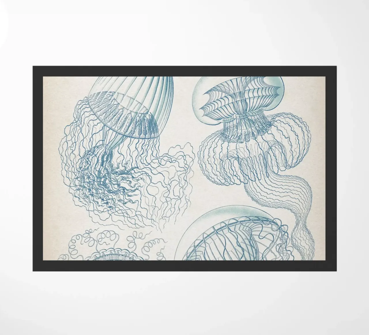 Vintage Haeckel 6 Tafel 36 Faltenquallen doormat by Vintage Print Collection