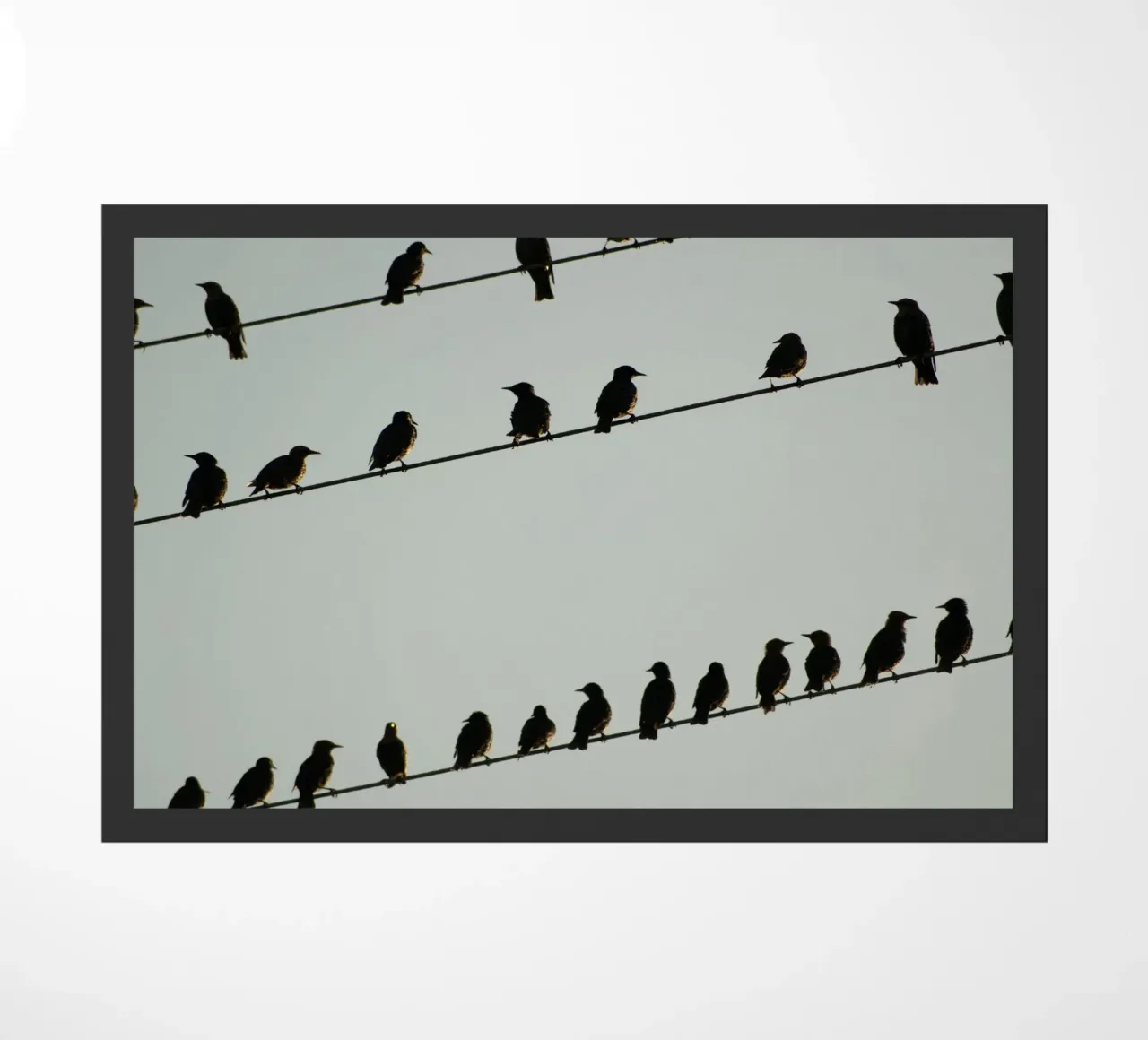 Birds zerbino da Carol Maia