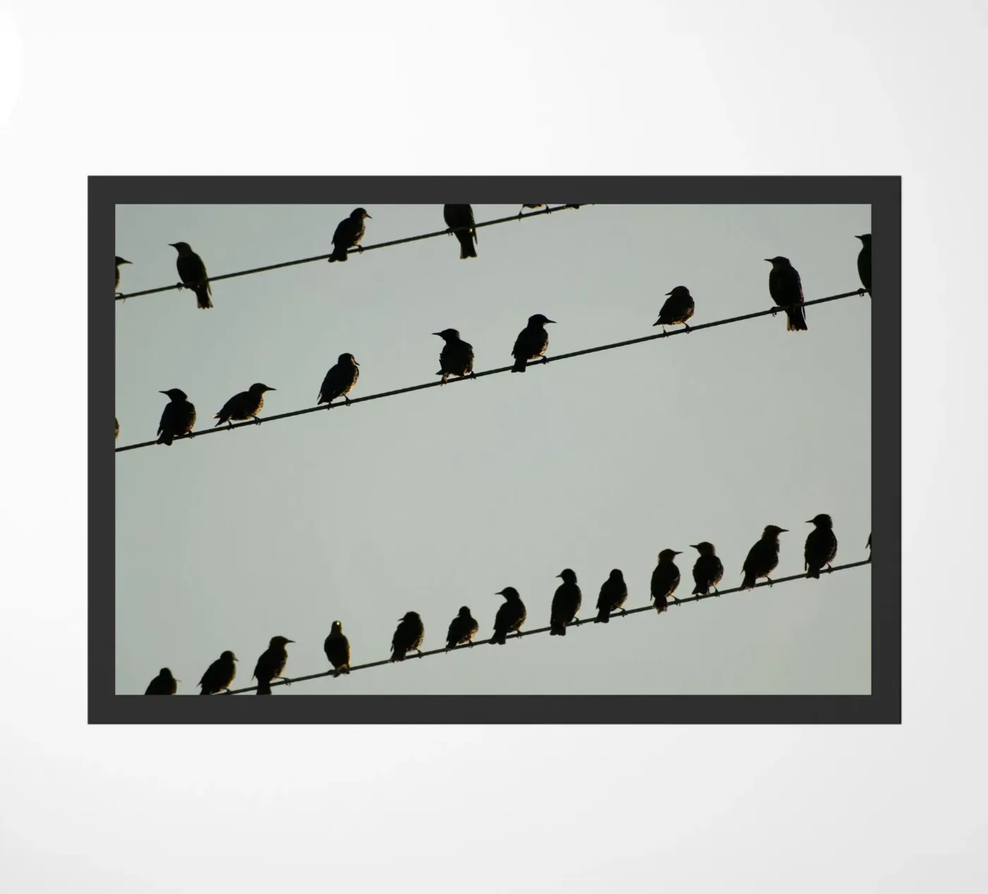 Birds zerbino da Carol Maia