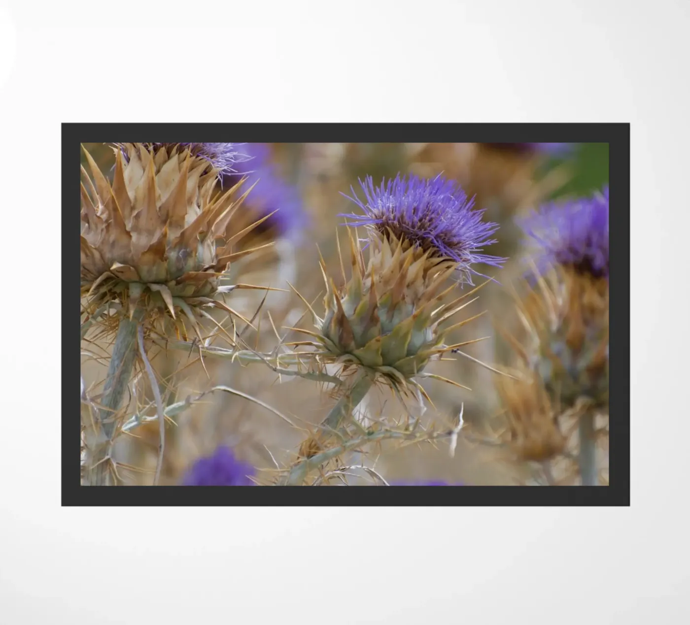 Thistles doormat by Carol Maia