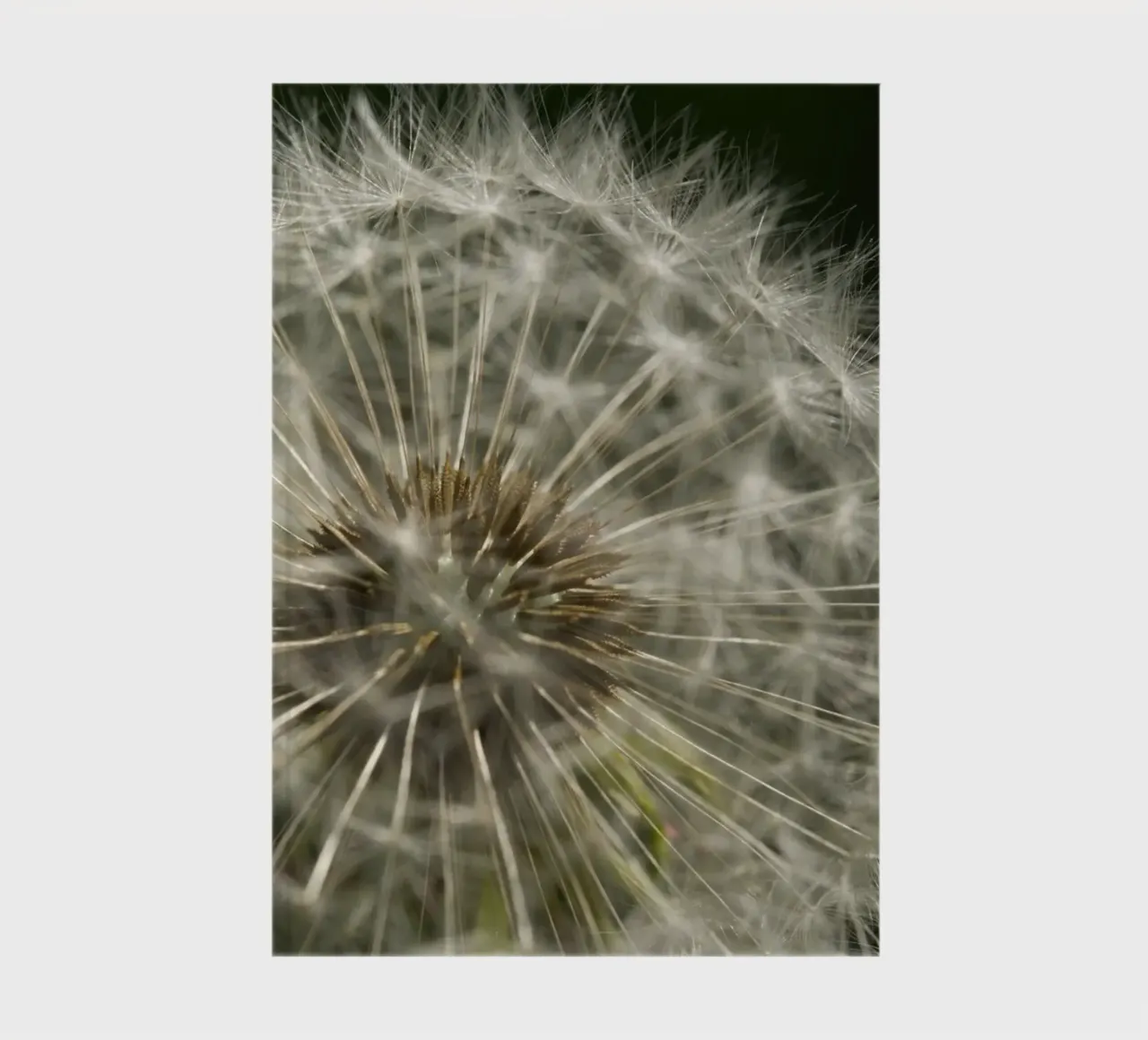 Dandelion notebook by Carol Maia