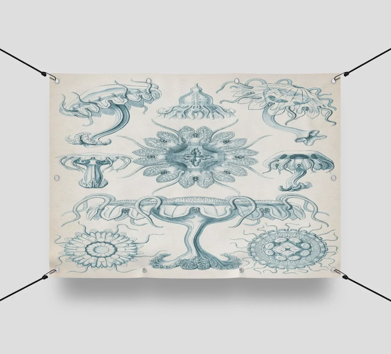 Vintage Haeckel 7 Tafel 18 Scheibenquallen telo in pvc da Vintage Print Collection