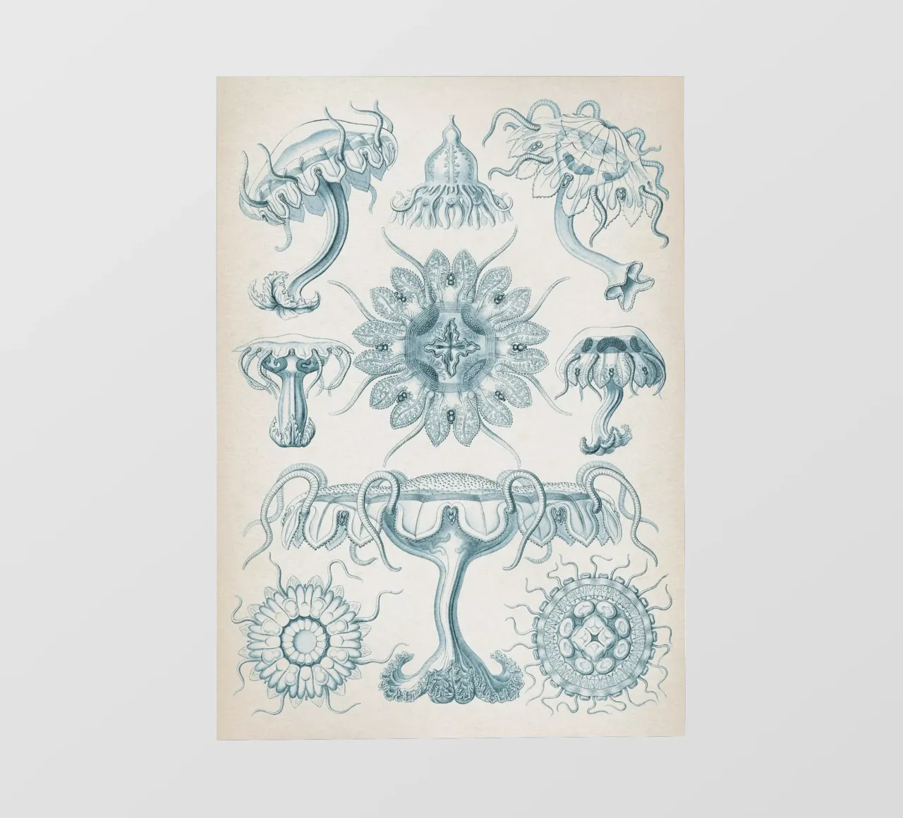 Vintage Haeckel 7 Tafel 18 Scheibenquallen telo in pvc da Vintage Print Collection