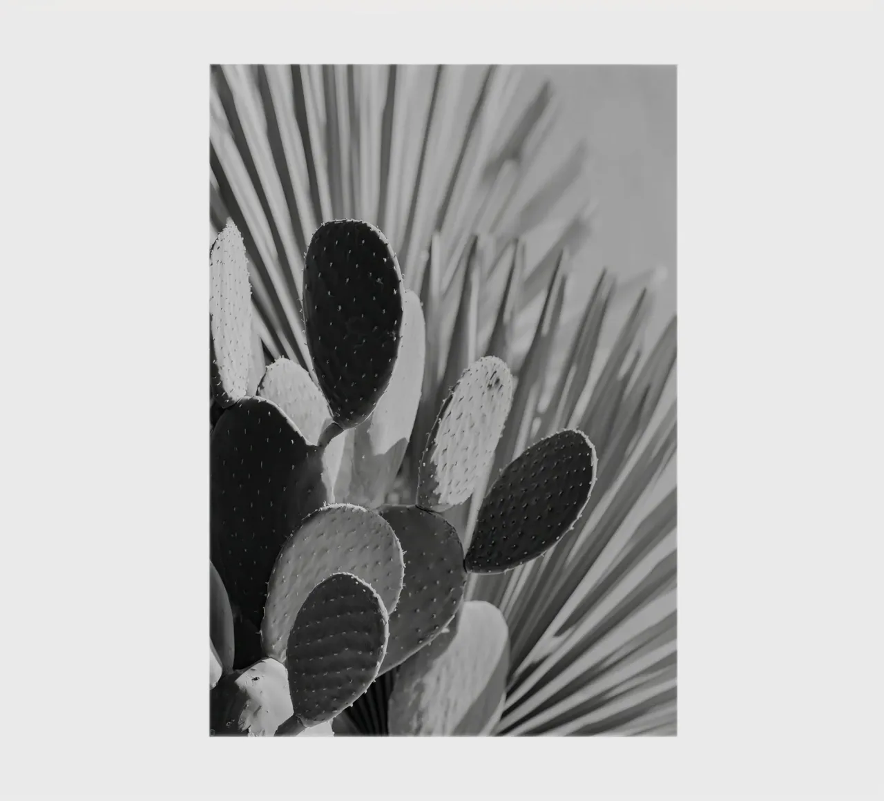 Cactus Poem No 01 diario da treechild