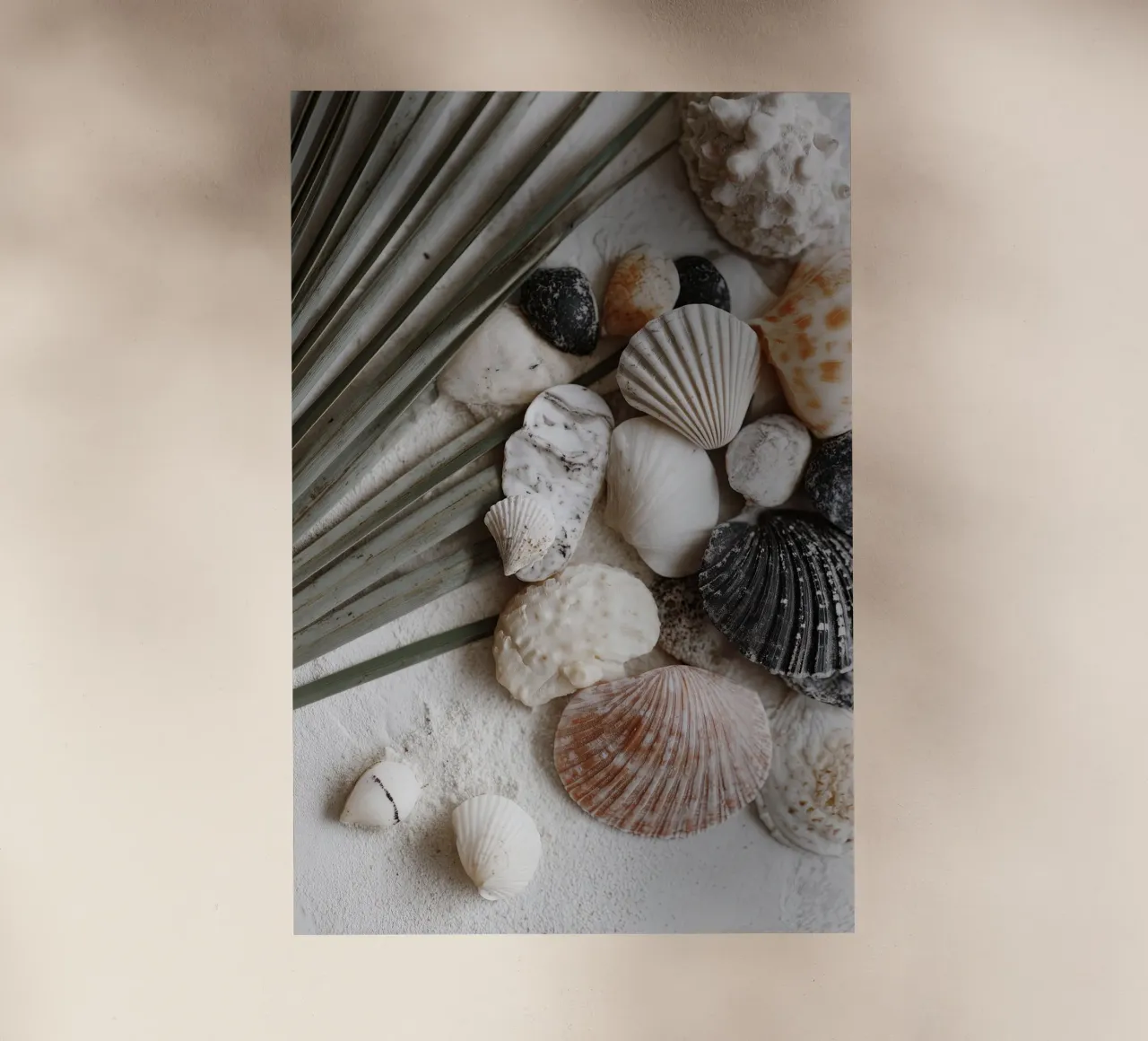 Shell Stories No 01 pellicola backlit da treechild