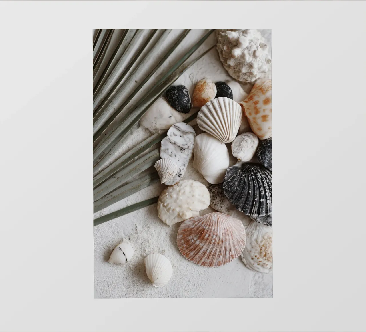 Shell Stories No 01 pellicola backlit da treechild