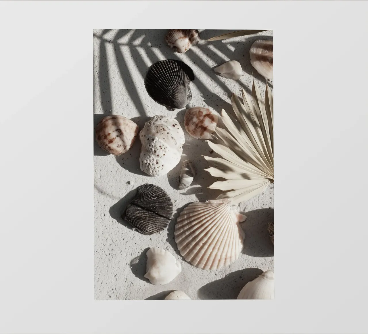 Shell Stories No 02 pellicola backlit da treechild