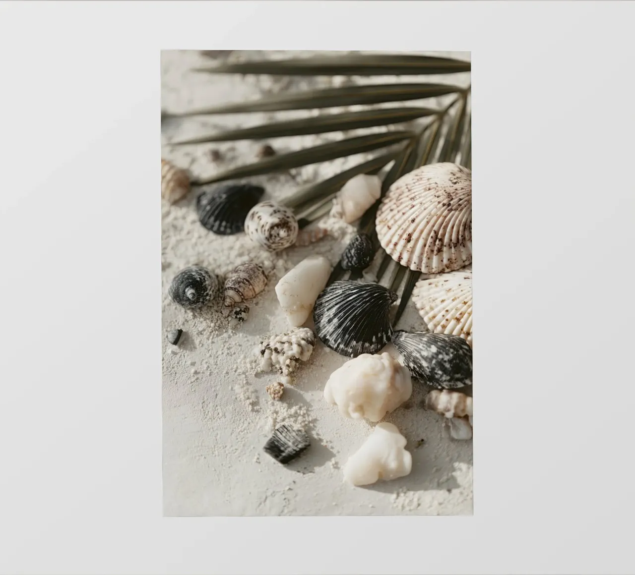 Shell Stories No 03 pellicola backlit da treechild