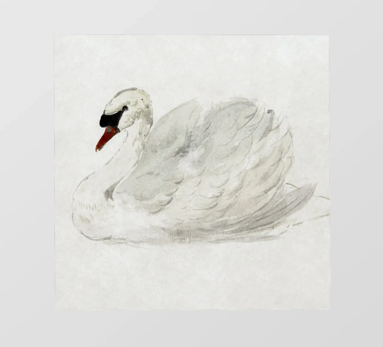 White swan drawing pellicola backlit da vintageshop