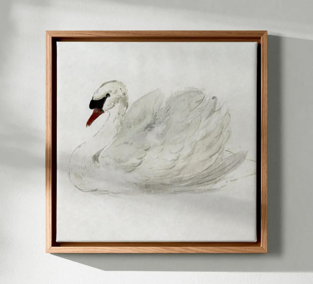 White swan drawing Leinwand mit Schattenfugenrahmen von vintageshop