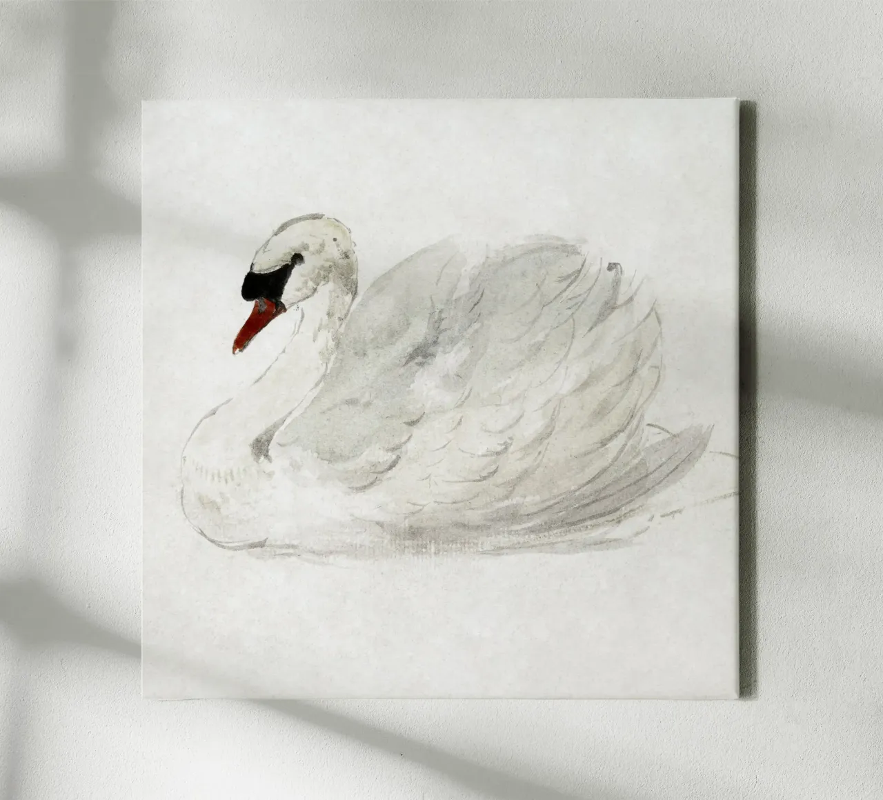 White swan drawing Leinwand mit Schattenfugenrahmen von vintageshop