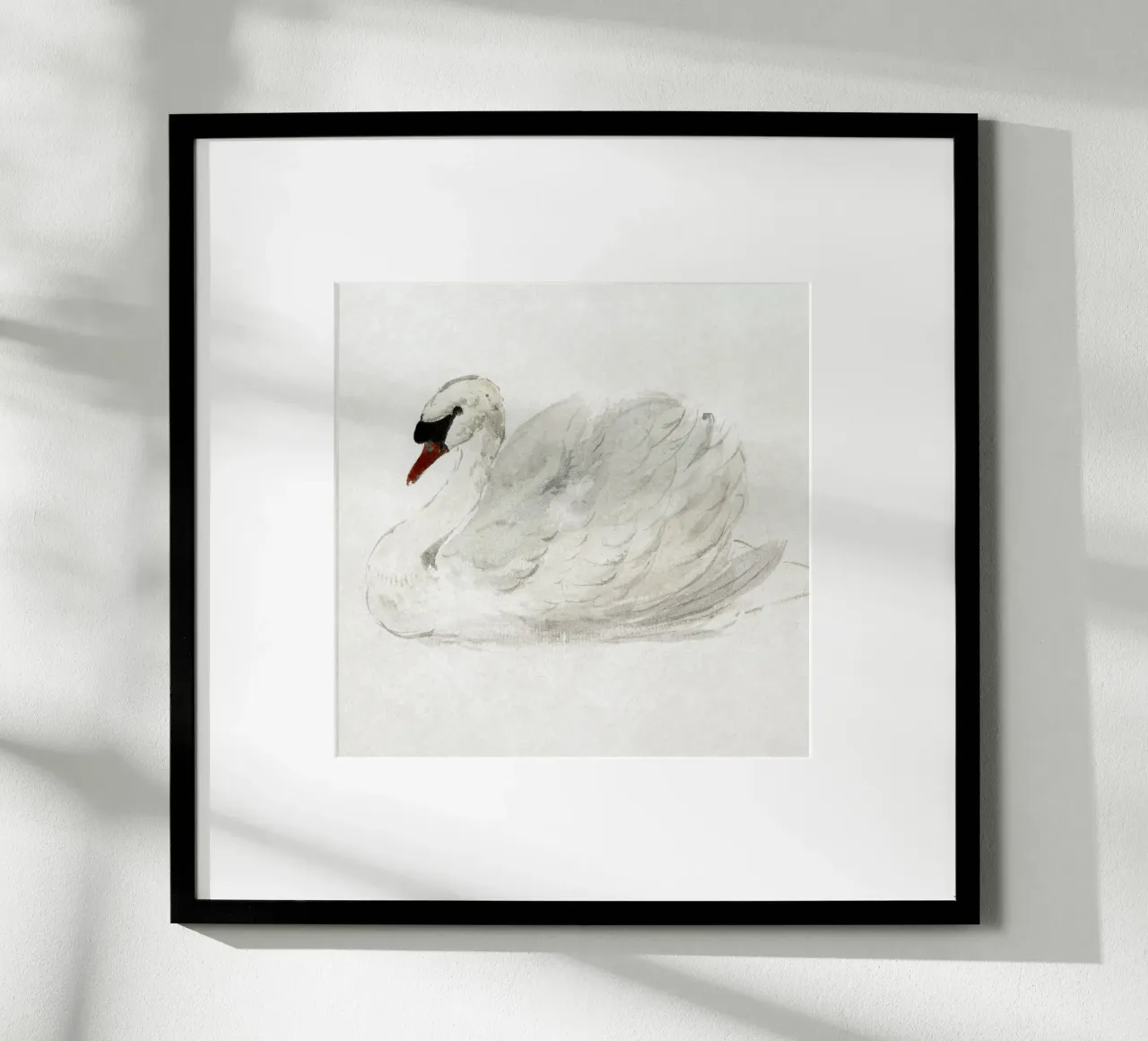 White swan drawing poster con telaio in alluminio da vintageshop