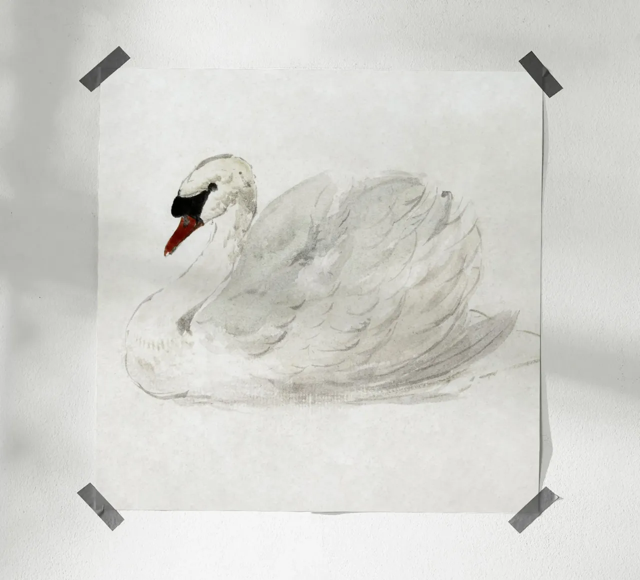 White swan drawing poster con telaio in alluminio da vintageshop