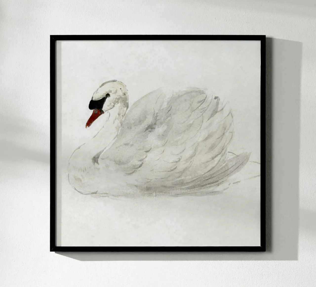 White swan drawing poster con telaio in alluminio da vintageshop