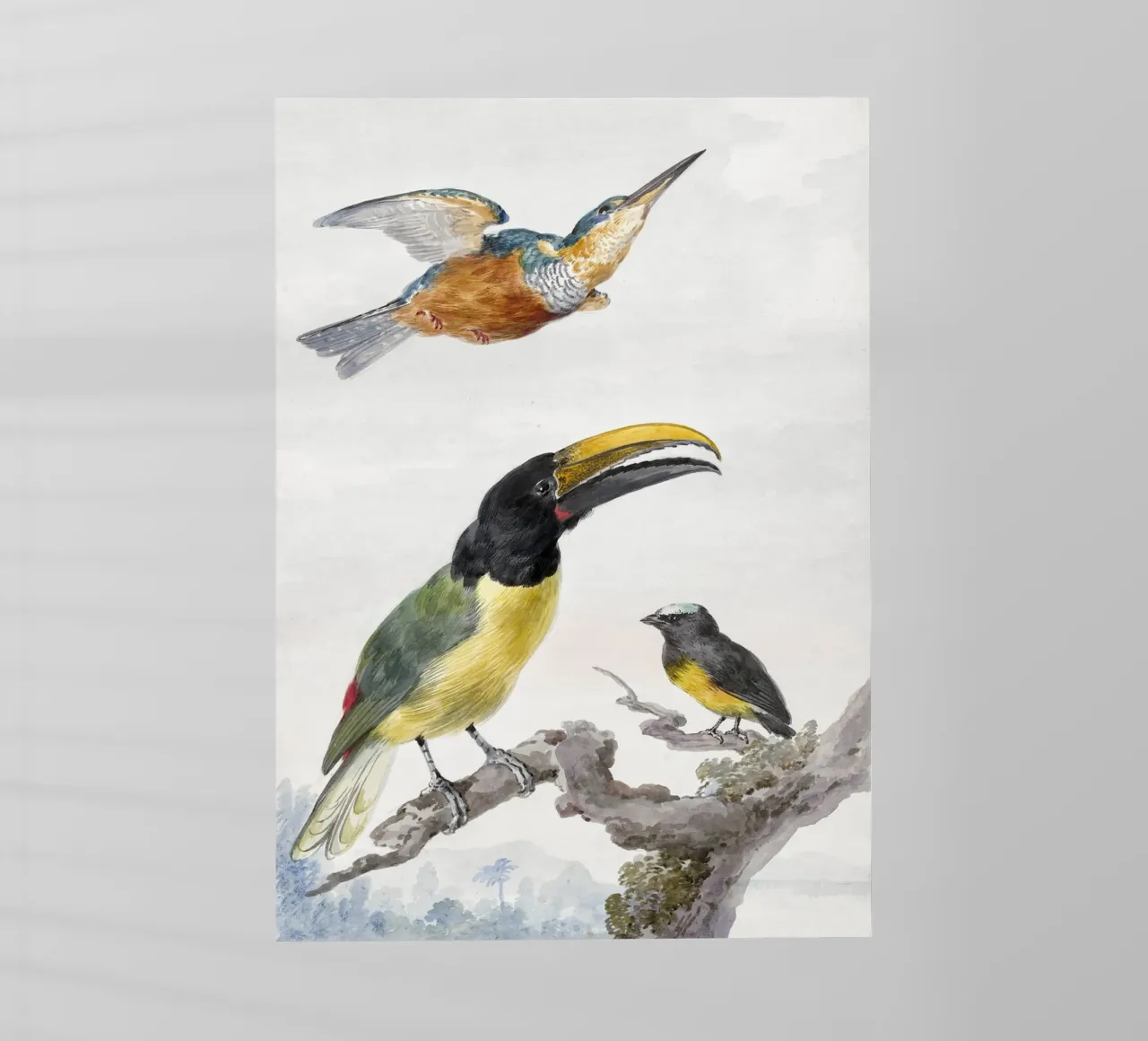 Three Birds: a Kingfisher, a Prince von Wied's Toucan and an pellicola backlit da vintageshop