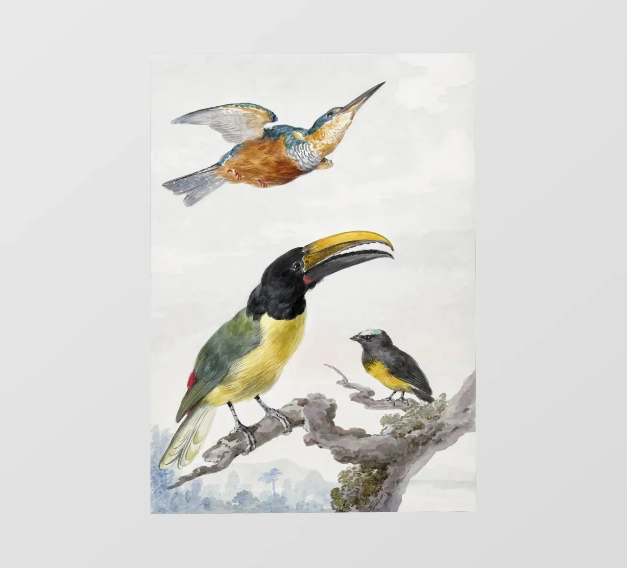 Three Birds: a Kingfisher, a Prince von Wied's Toucan and an pellicola backlit da vintageshop