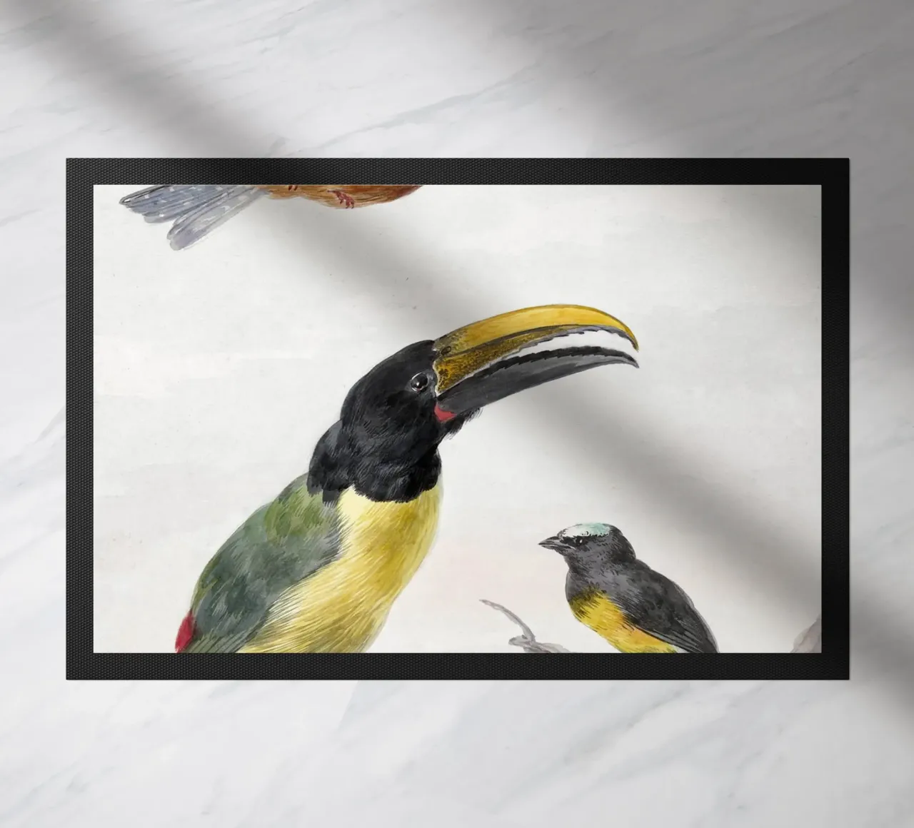 Three Birds: a Kingfisher, a Prince von Wied's Toucan and an zerbino da vintageshop