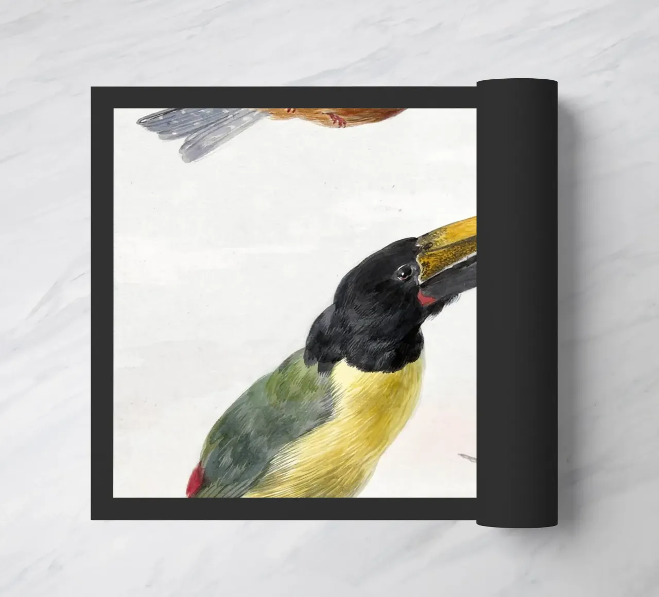 Three Birds: a Kingfisher, a Prince von Wied's Toucan and an zerbino da vintageshop