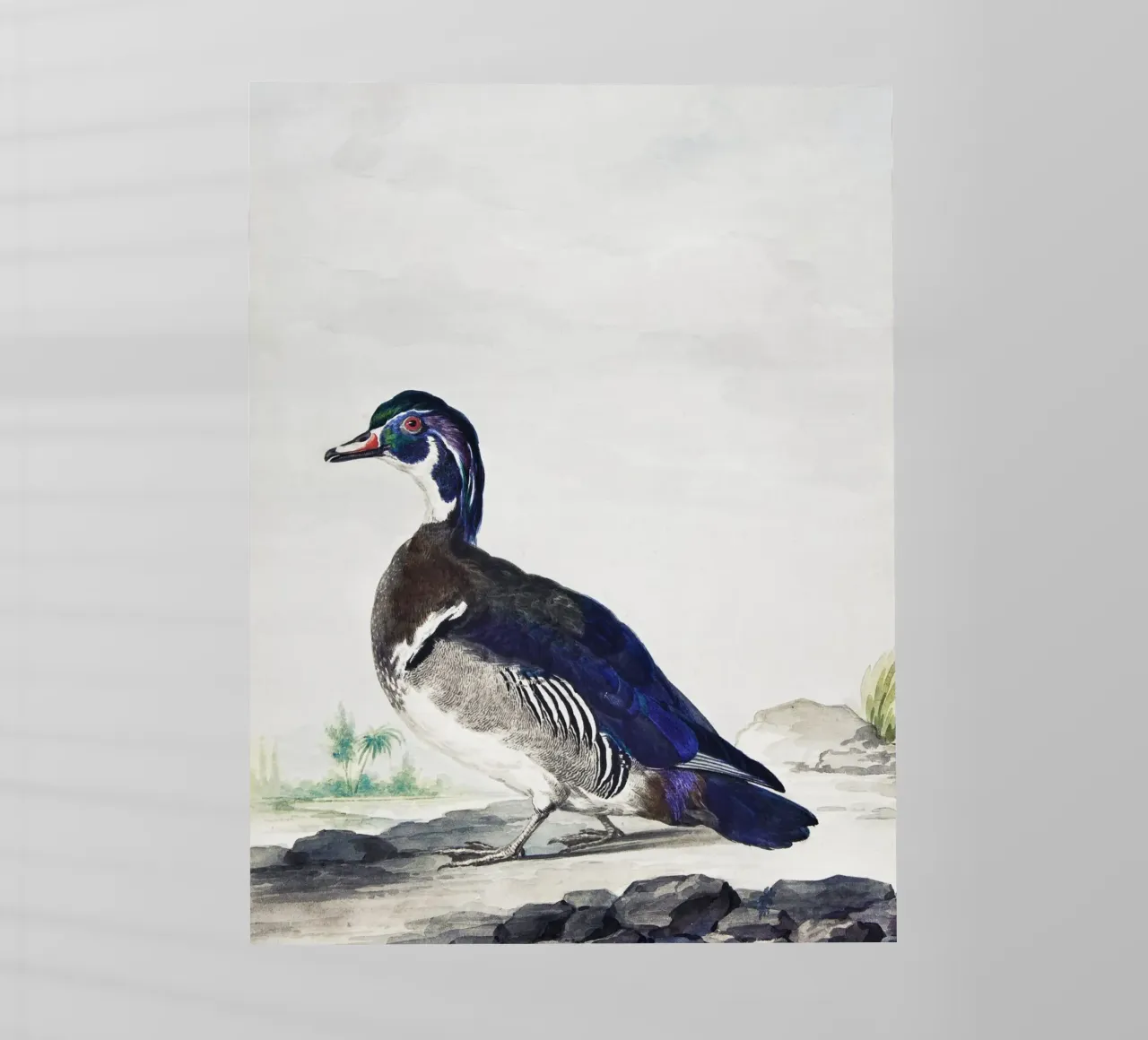 A Duck pellicola backlit da vintageshop