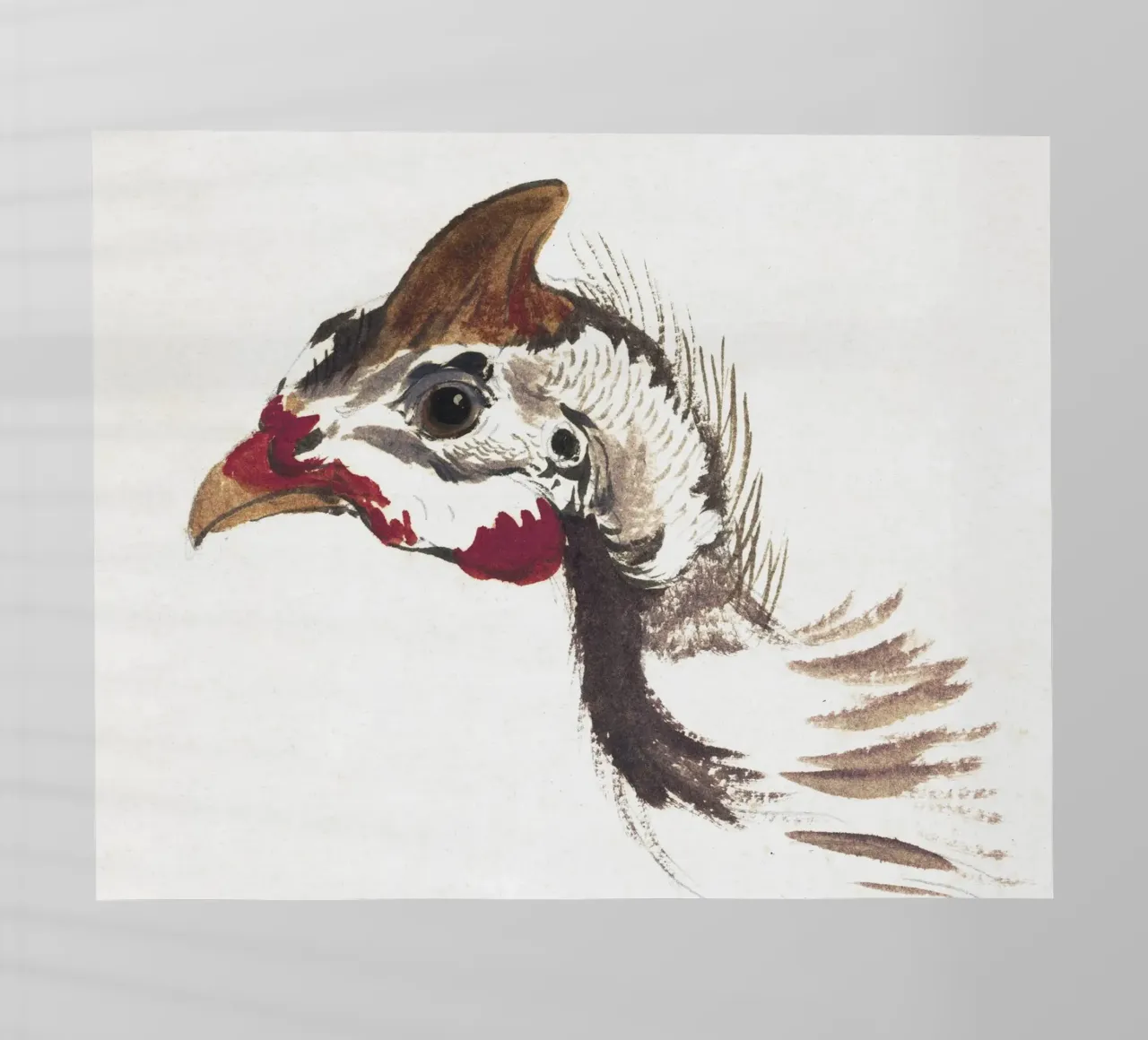 Head of a Helmeted Guineafowl pellicola backlit da vintageshop