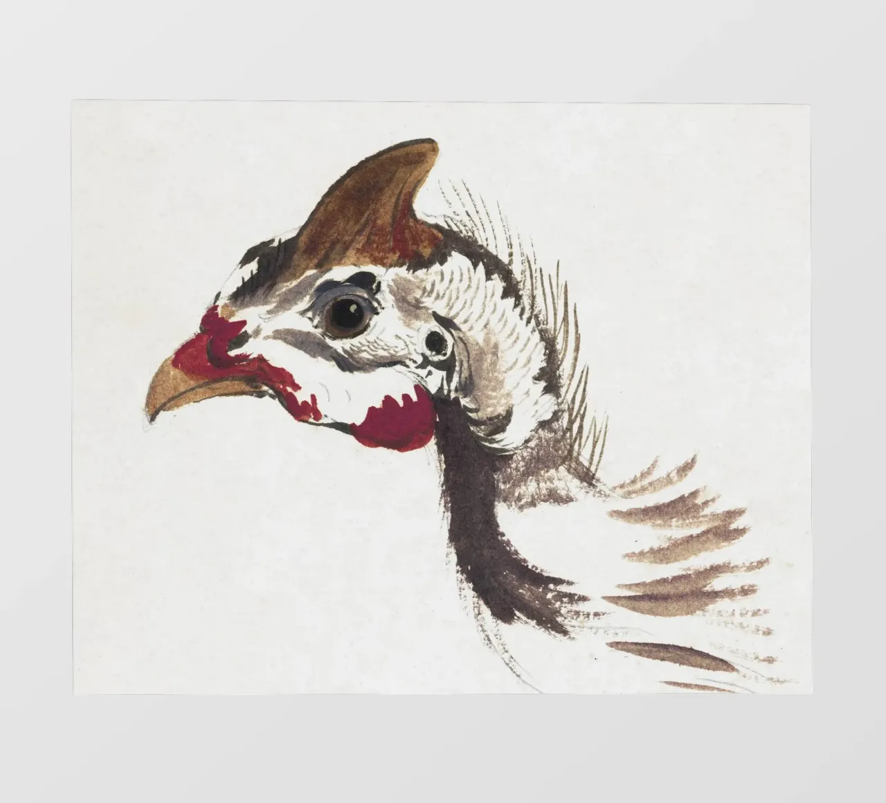 Head of a Helmeted Guineafowl pellicola backlit da vintageshop