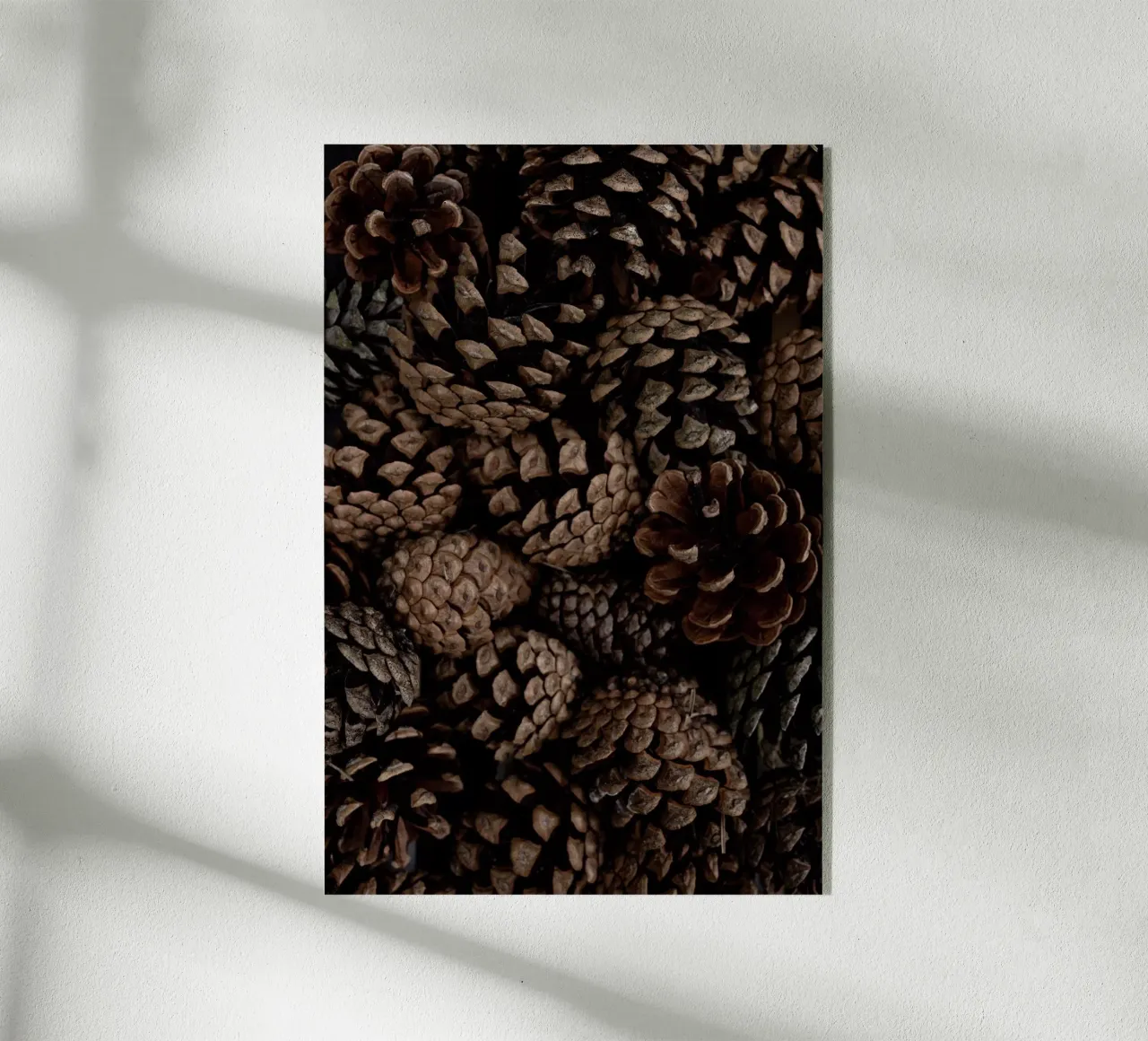 Pine Cones 6 plexiglass da Mareike Böhmer Photography