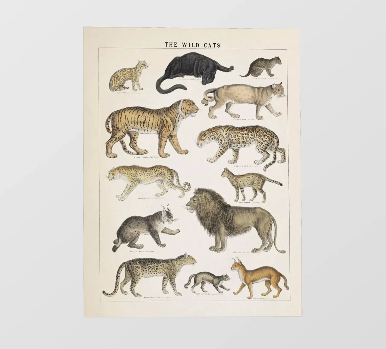 Gatti selvatici Illustrazione d'epoca telo in pvc da liu