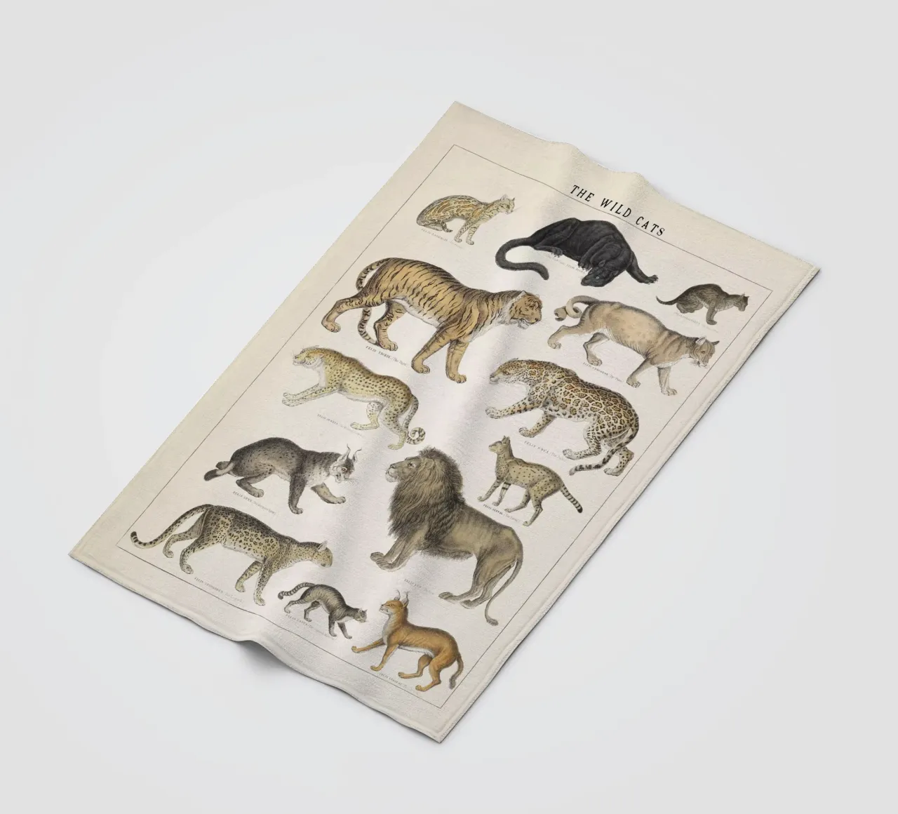 Gatti selvatici Illustrazione d'epoca coperta in pile da liu