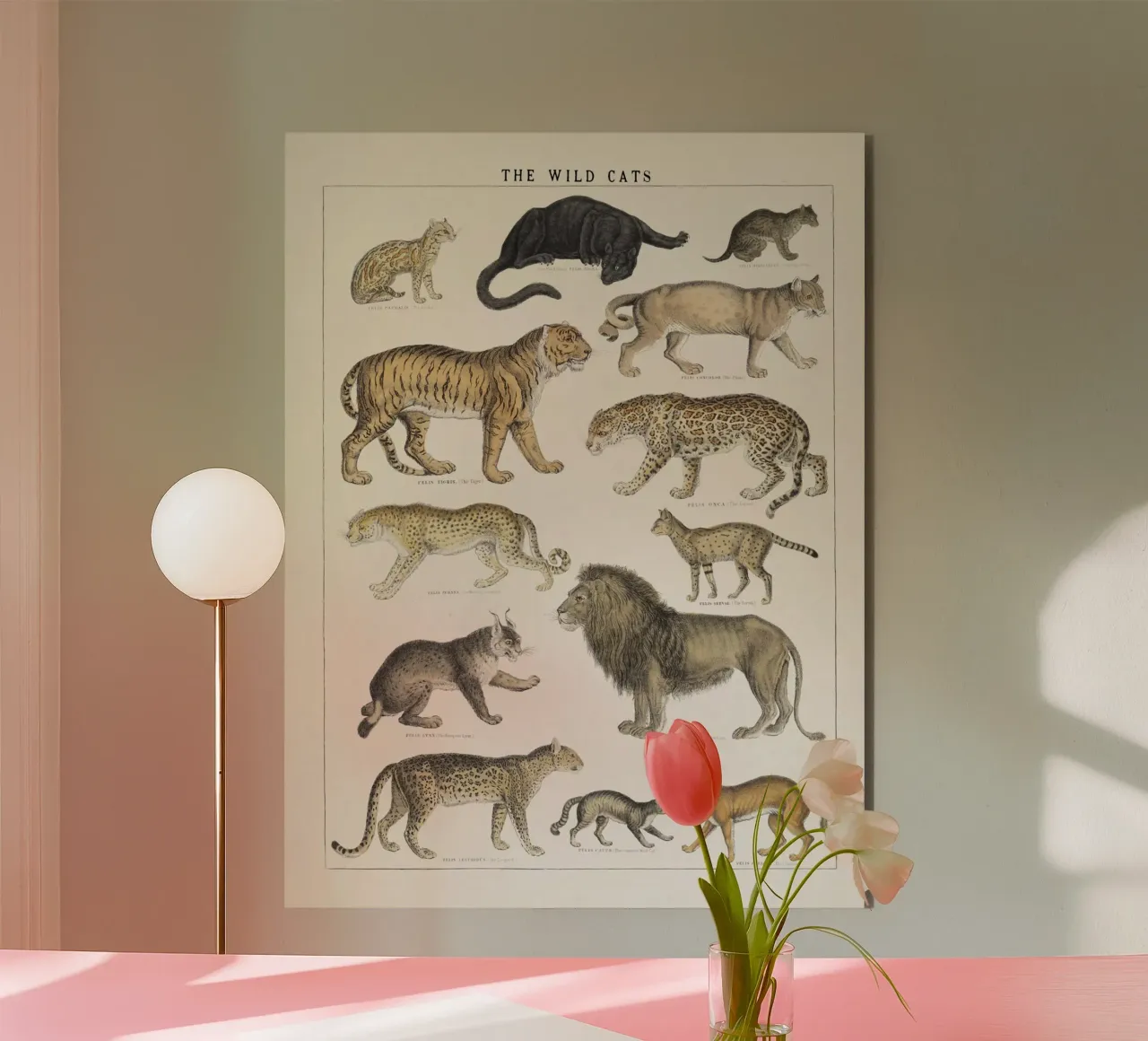 Gatti selvatici Illustrazione d'epoca alluminio dibond da liu