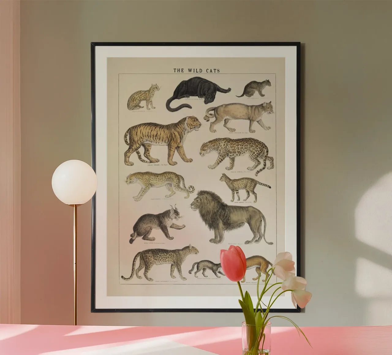 Wild Cats Vintage Illustration poster by liu