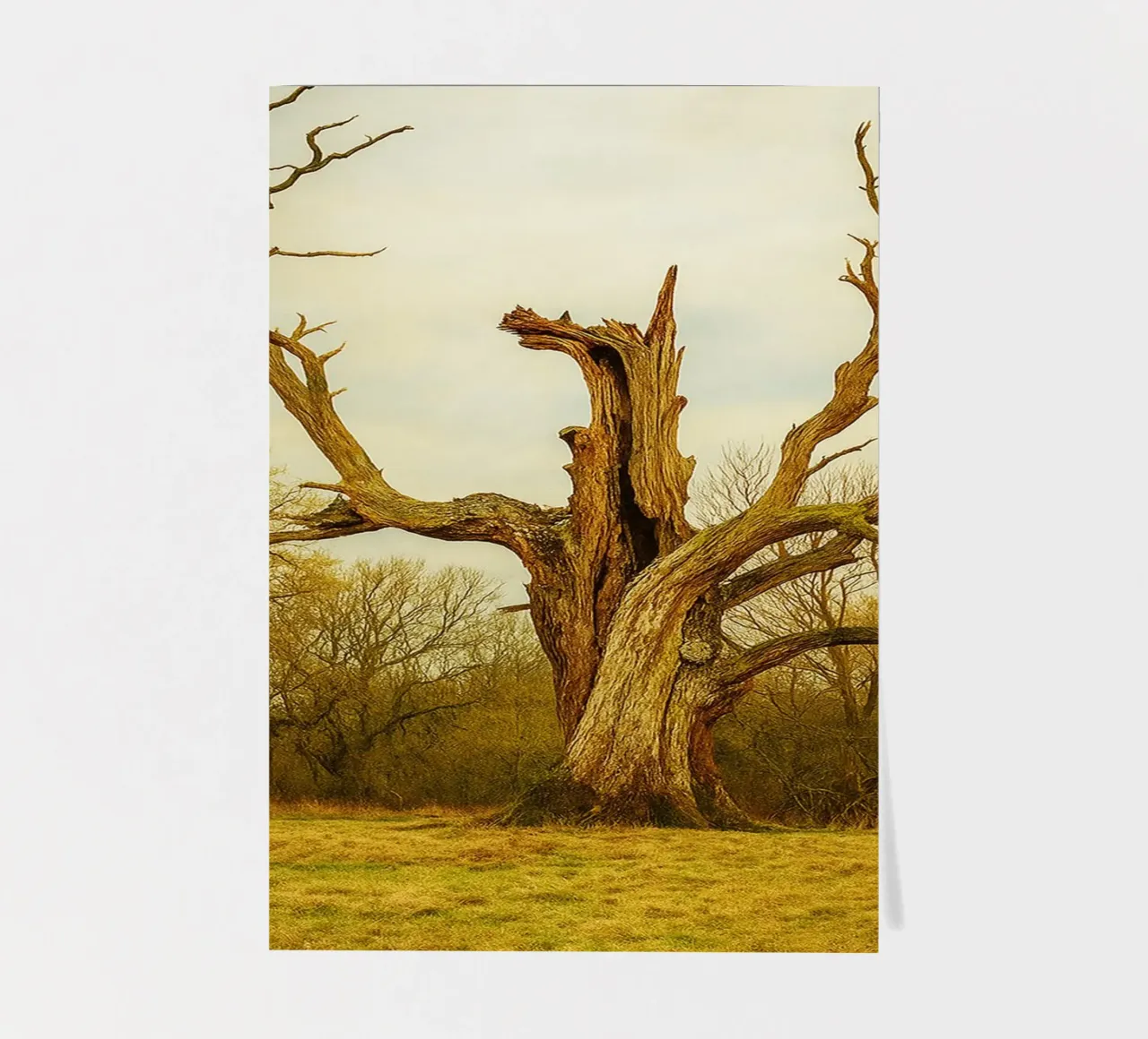 broken tree trunk view photography sticker sheet by landtengs