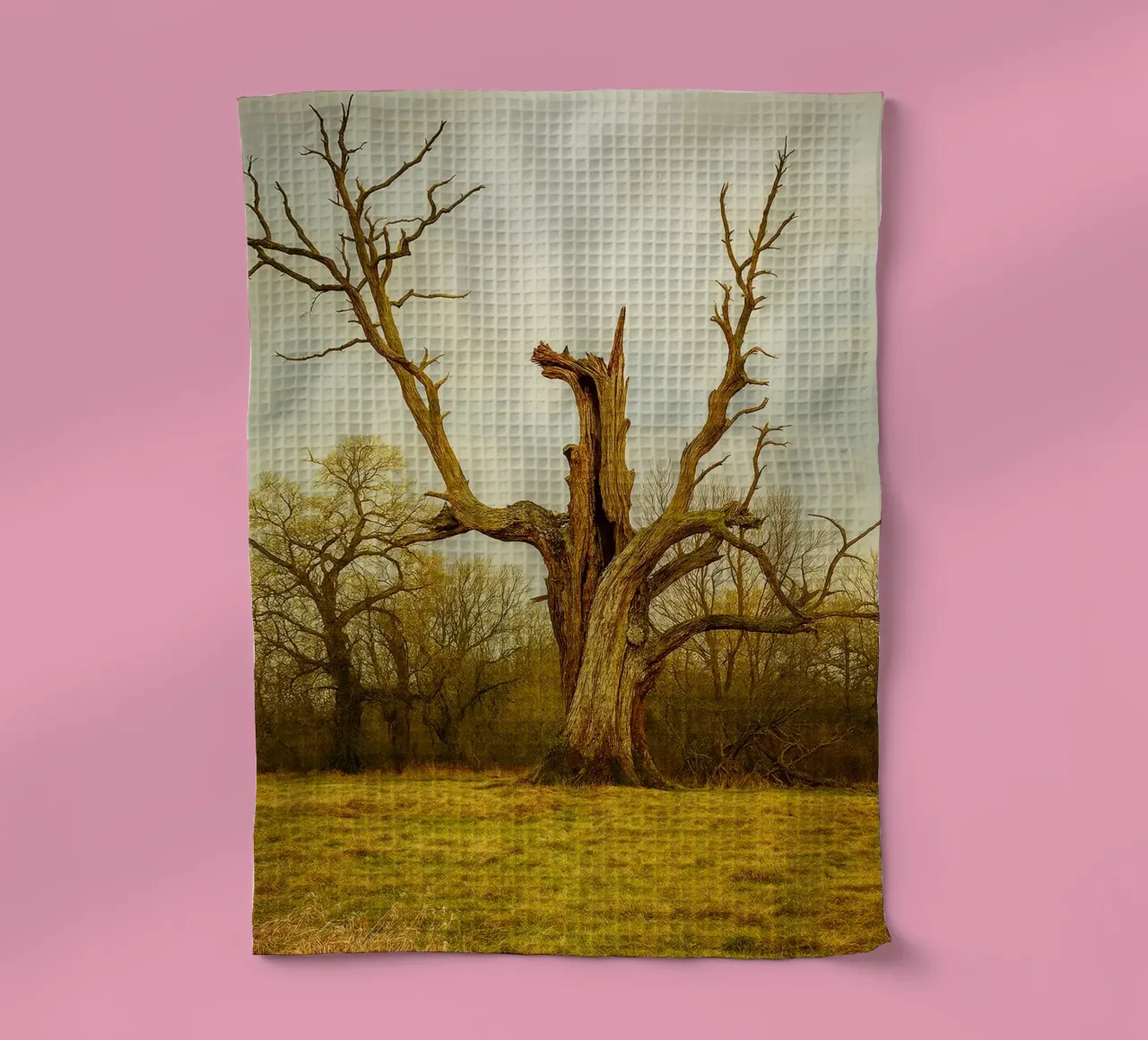 tronc d'arbre cassé vue photographie torchon de landtengs