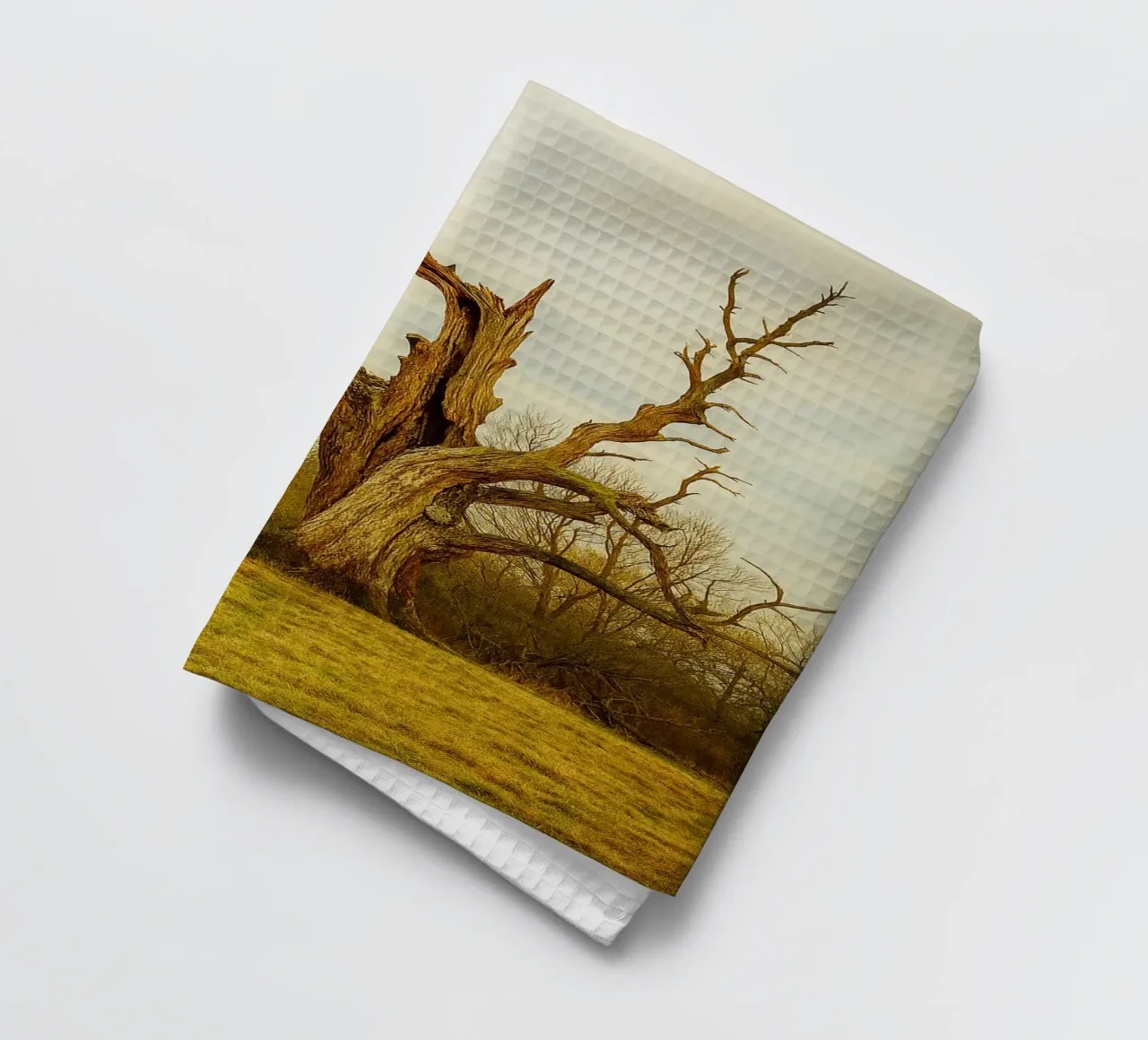 tronc d'arbre cassé vue photographie torchon de landtengs