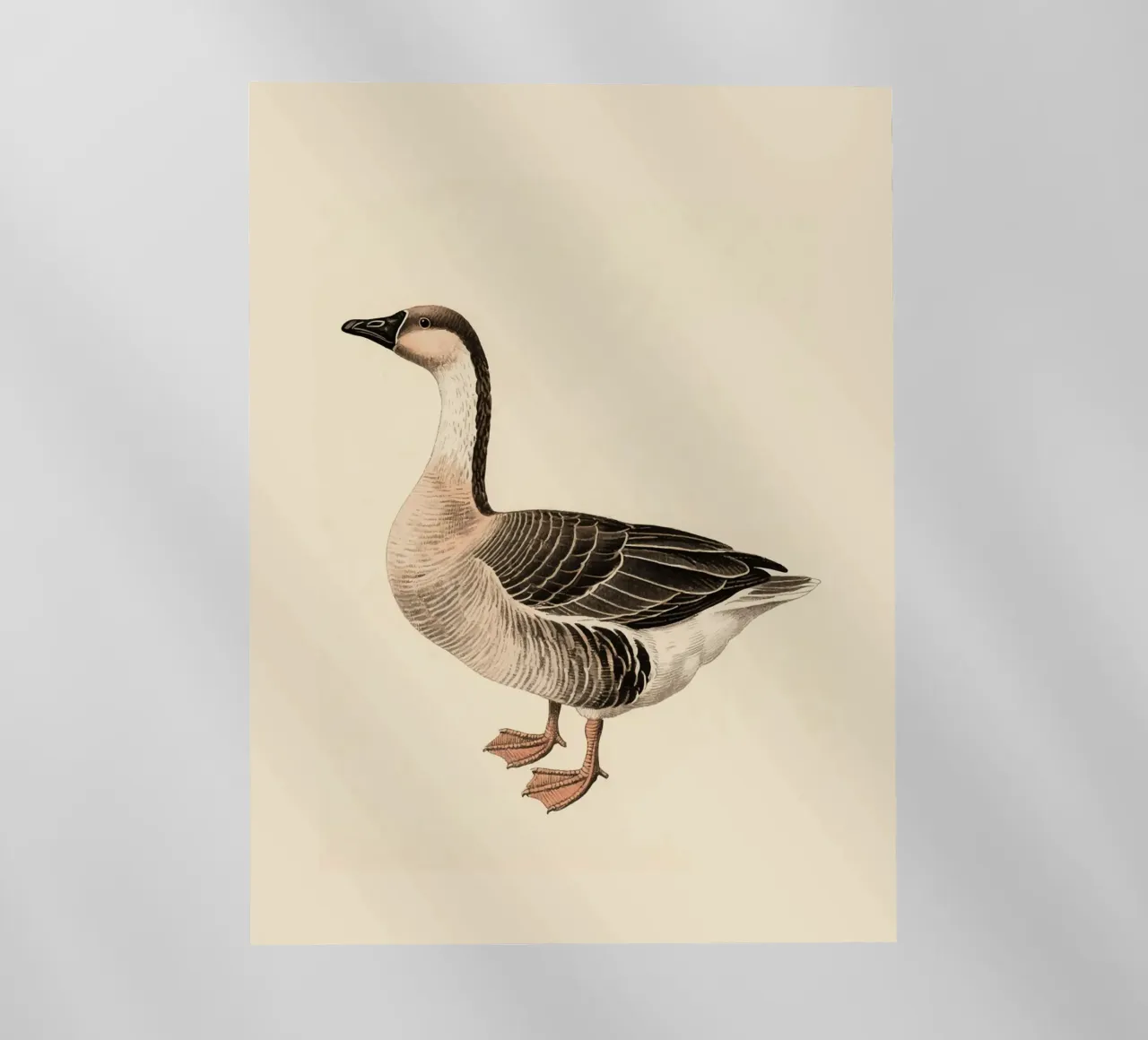 Oca pellicola backlit da knowledge