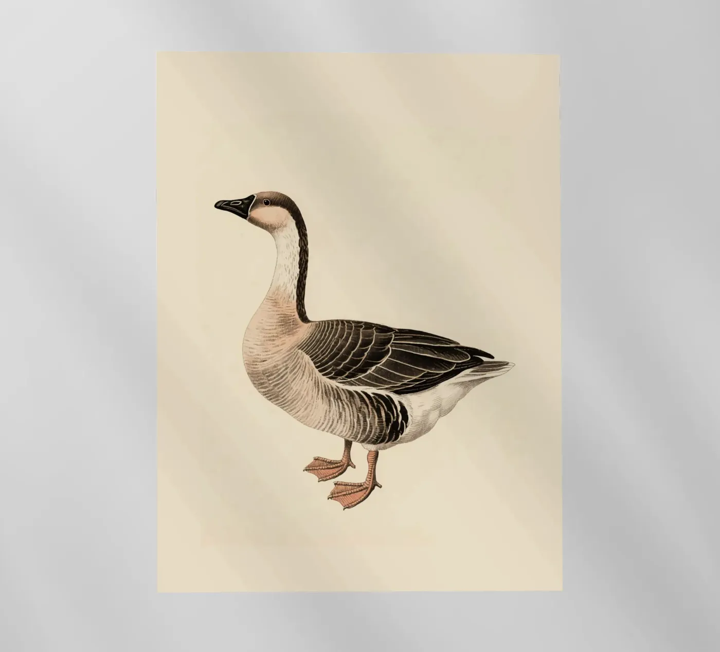 Gans backlit folie van knowledge