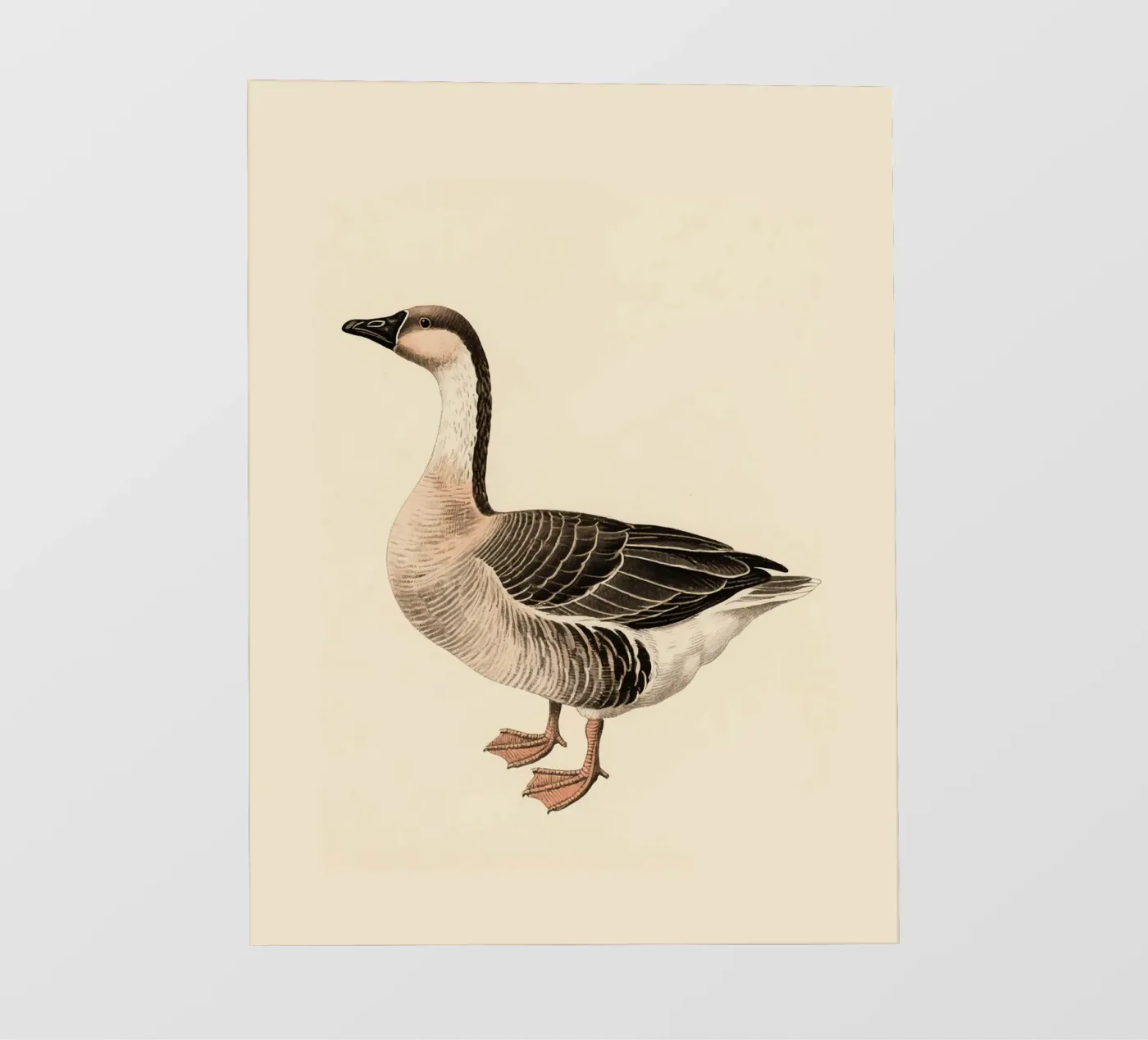 Goose Fototapete von knowledge