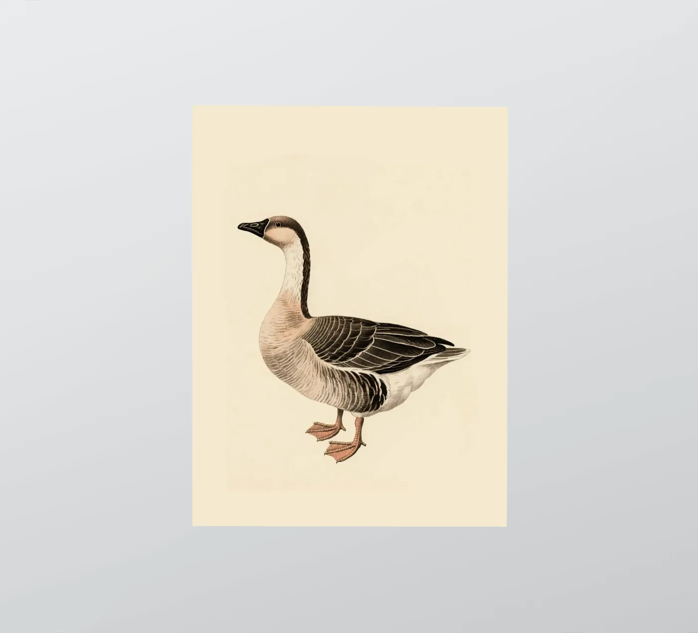 Gans sticker van knowledge