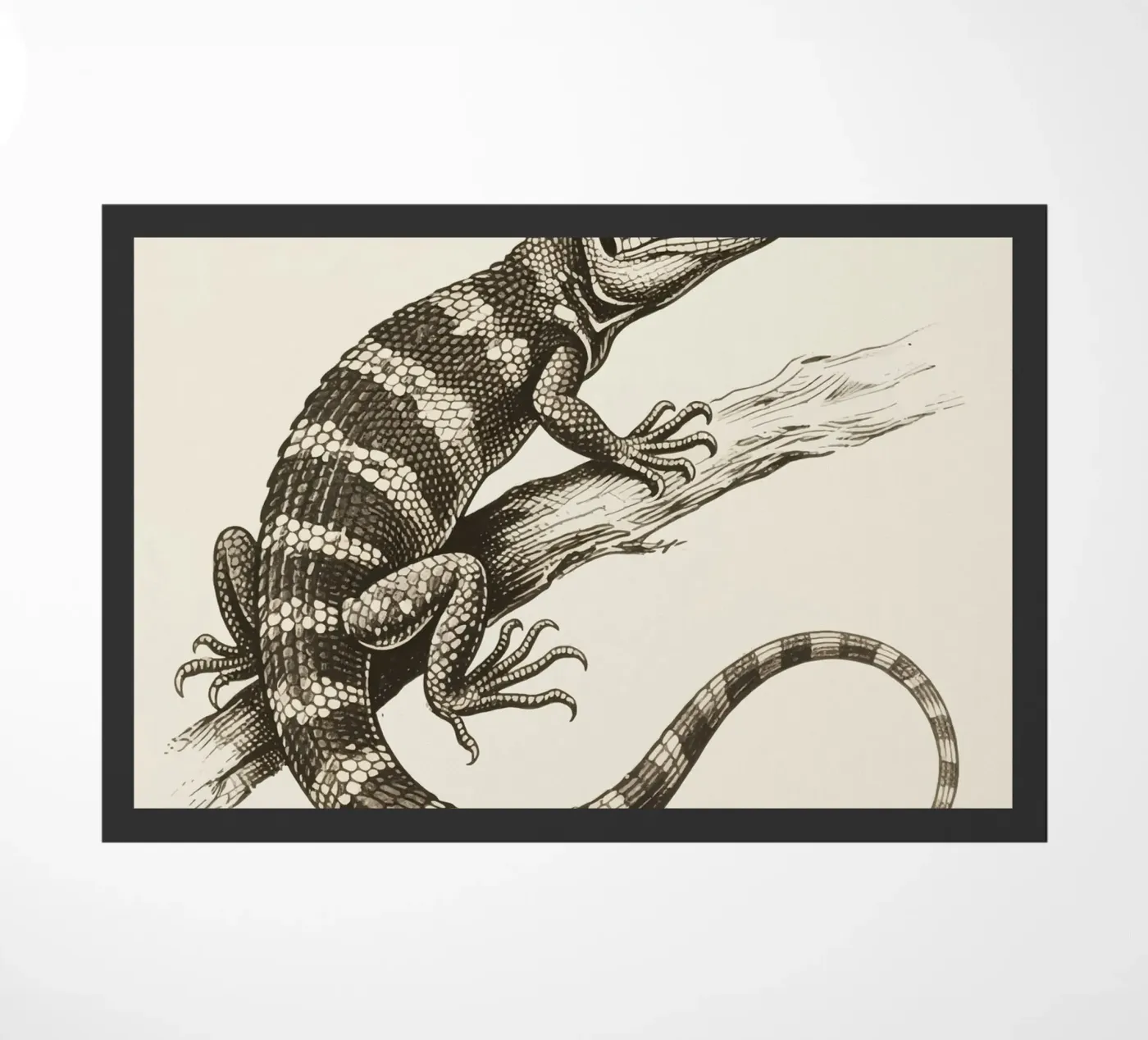 Skink zerbino da knowledge