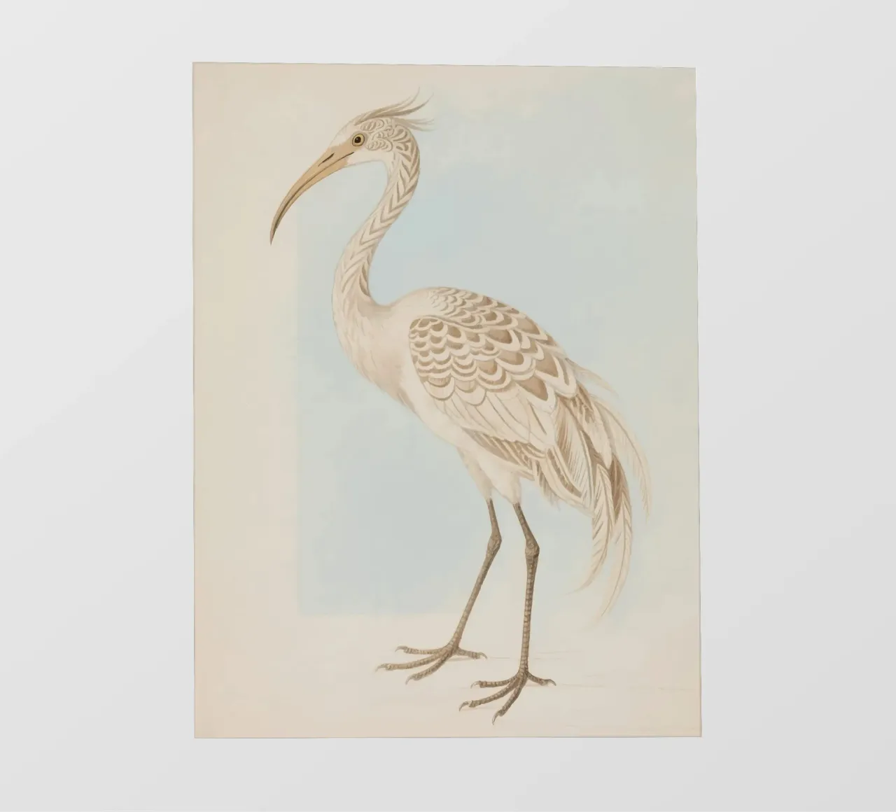 Ibis pellicola backlit da knowledge