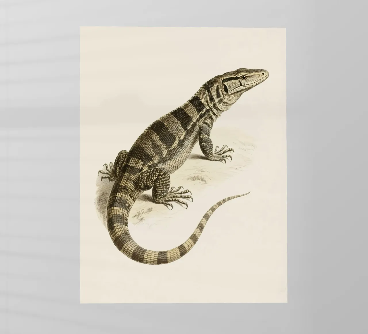 Lucertola pellicola backlit da knowledge