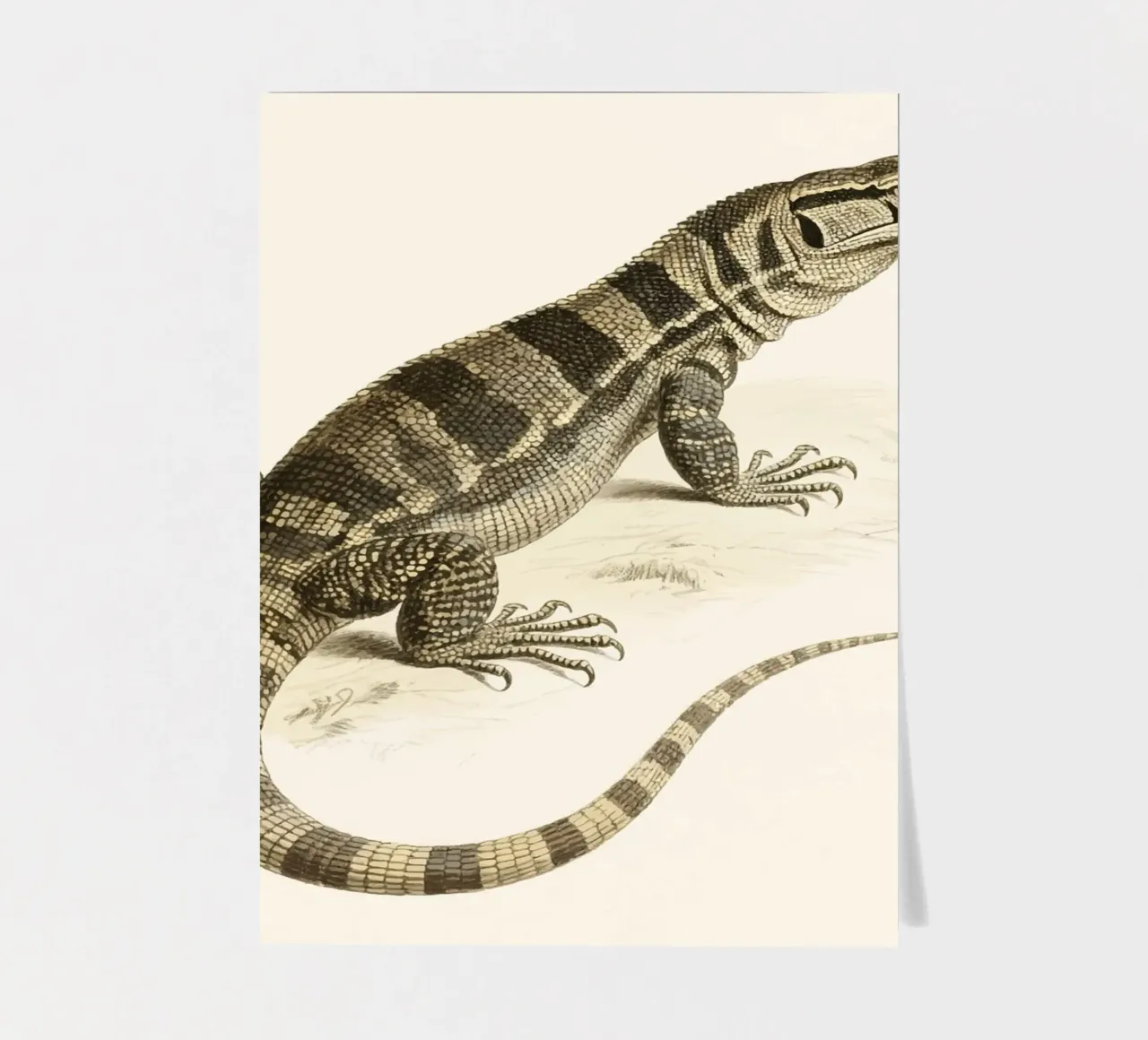 Lizard sticker sheet by knowledge